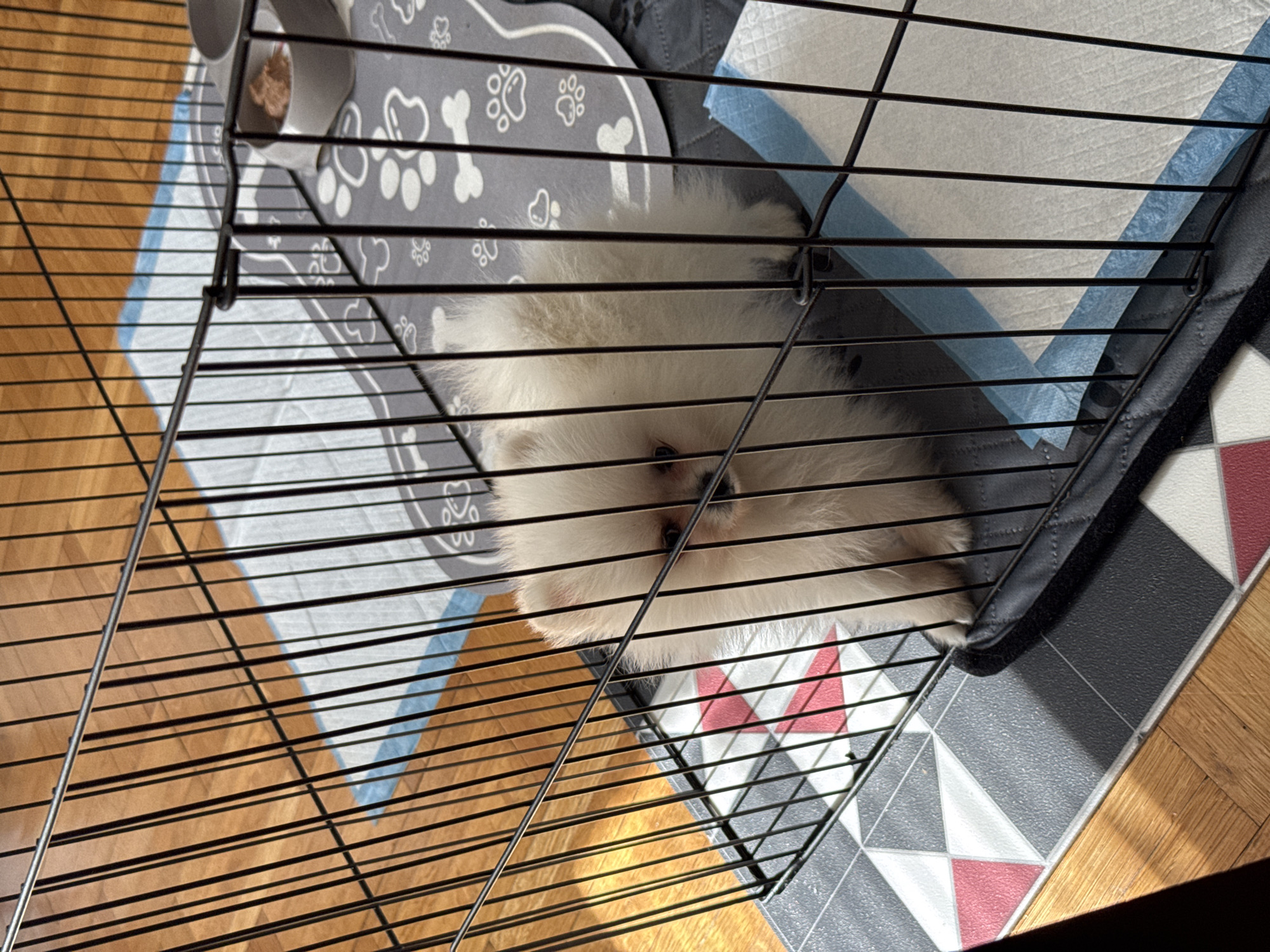 A medium, high-angle shot of a white Pomeranian puppy resting inside a black wire dog crate. The crate sits on a padded mat with a geometric pattern in grey, white, and red, which is on a wood floor. A patterned grey dog bed with white paw prints and bones sits inside the crate, underneath the puppy. A grey bowl filled with food sits on the dog bed. The location cannot be determined from the image.