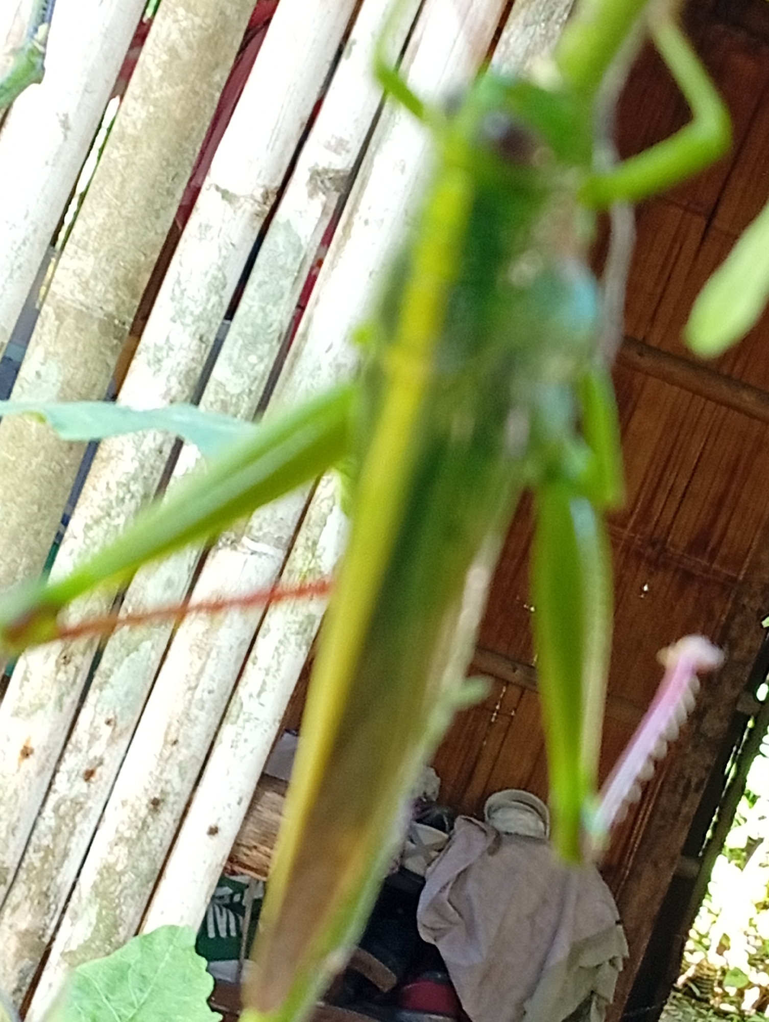 A shallow depth-of-field, slightly blurry photograph depicts a green grasshopper in focus, positioned vertically with its head at the top. The grasshopper's body is predominantly green with yellow accents along its length. Its legs are visible, with the hind legs appearing larger and more powerful. A pink, segmented structure, possibly part of the grasshopper's reproductive system or a defensive appendage, is visible on its lower body, to the right.
The background consists of a diagonal arrangement of light-colored wooden slats, likely bamboo, which are partially obscured by the grasshopper and its surroundings. Behind the bamboo, a dark, textured surface, possibly thatched roofing or wooden planks, is visible. To the lower right, a pile of light-colored fabric, appearing to be clothing or a tarp, is present. The overall environment suggests an outdoor setting, possibly a rural area or a backyard in Carmen, Philippines, given the typical materials used for construction and the presence of vegetation indicated by a hint of green leaf at the bottom left. The lighting is natural, suggesting daytime.