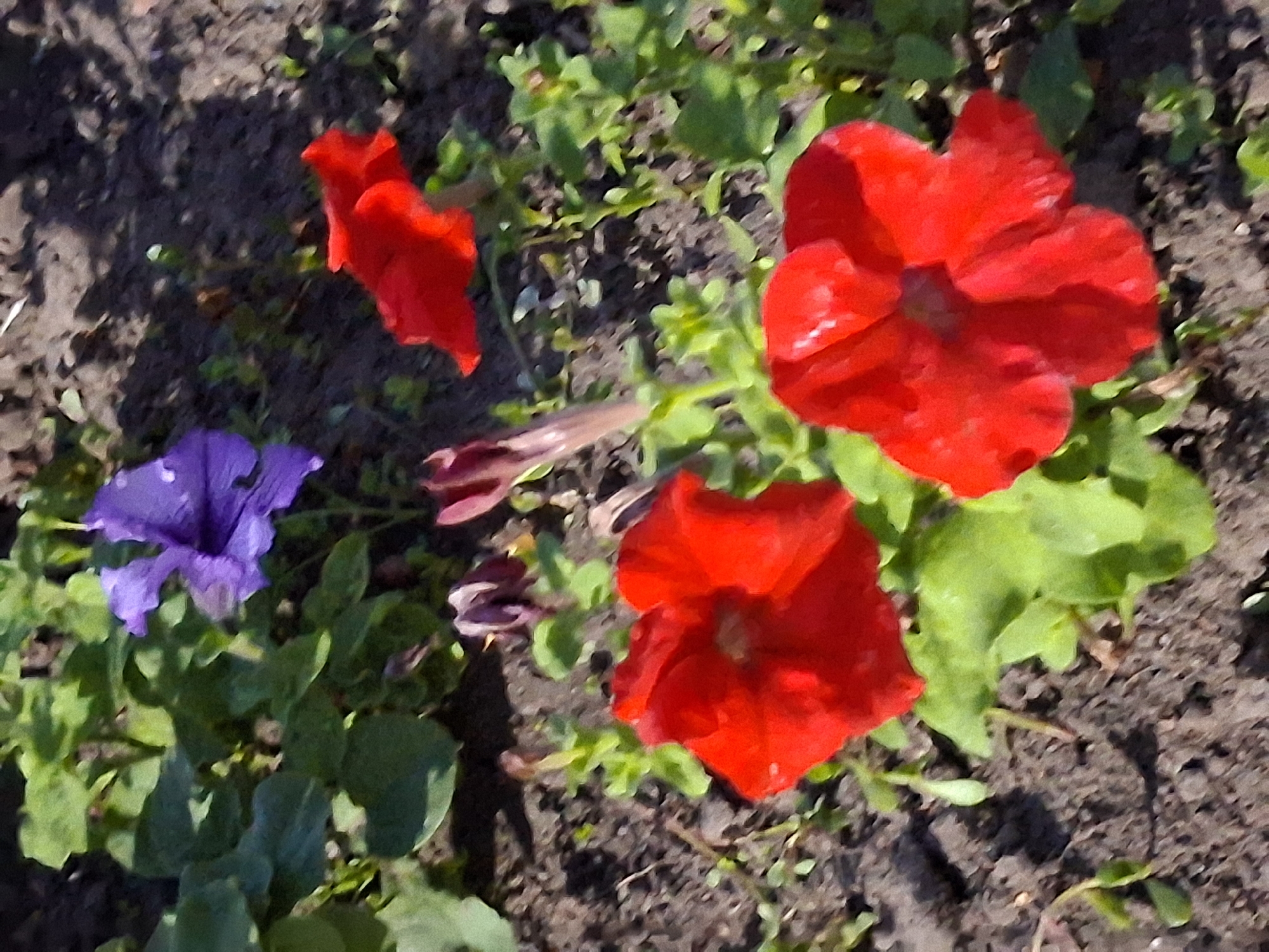 The image displays a close-up view of a flowerbed with several petunias. There are two prominent red petunias in the foreground, with one slightly out of focus. Behind them, a purple petunia is visible, along with some unopened flower buds and green foliage. The ground appears to be dark soil with some small green plants interspersed. The lighting suggests it is daytime, casting shadows on the soil. The image does not contain any specific visual cues that would allow for definitive identification of its location within the city of Semey, Kazakhstan.