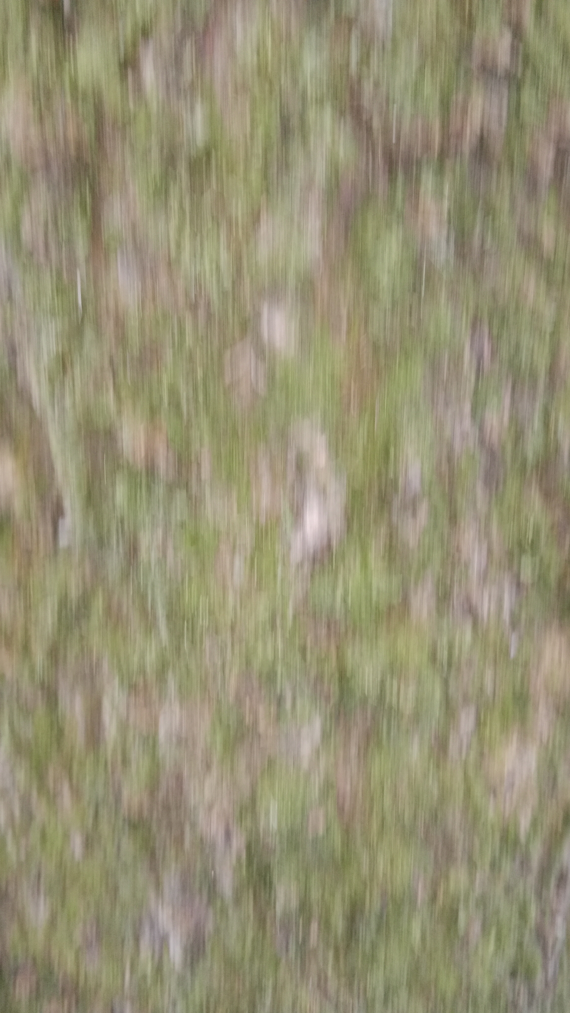 The image shows a blurred view of vegetation, likely grass and possibly small plants or ground cover. The color palette consists predominantly of greens and browns, with the blur suggesting movement or an out-of-focus shot. Given the prompt's instruction to assume the location is Moscow, Russia, this could potentially be a green space within the city, such as a park or garden.