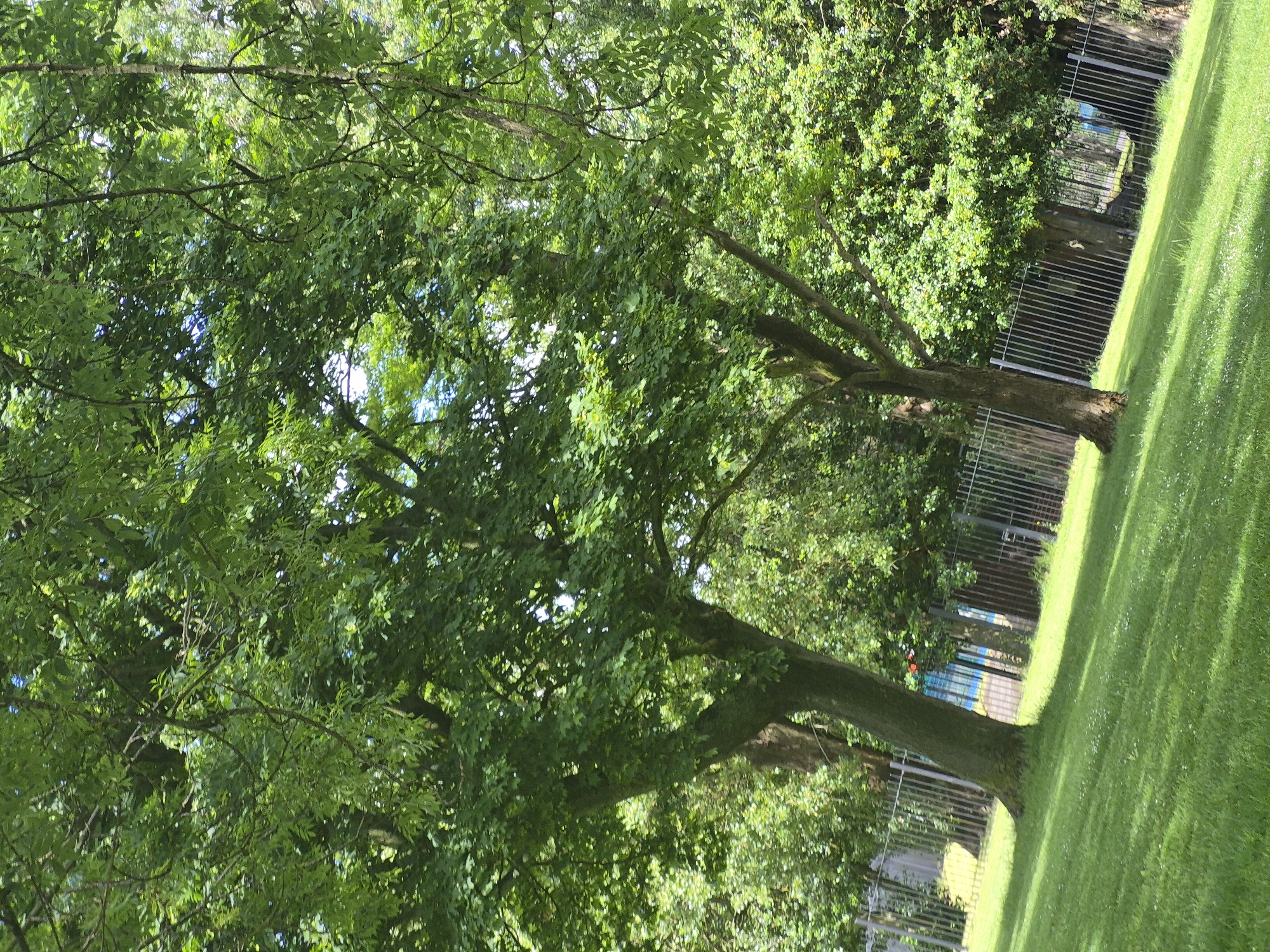 The image shows a grassy park area with mature trees, a metal fence, and what appears to be a sports court with blue and yellow markings beyond the fence. The grass is well-maintained and appears to be newly mown, with some small white wildflowers scattered throughout. The trees are lush and green, with dense foliage that casts shadows on the grass. In the background, behind the fence, a sports court is visible. The sky is partly cloudy, with patches of blue visible through the tree canopy. The scene depicts a typical urban park setting, likely in a residential area of Sandwell, United Kingdom, offering recreational space for the community.