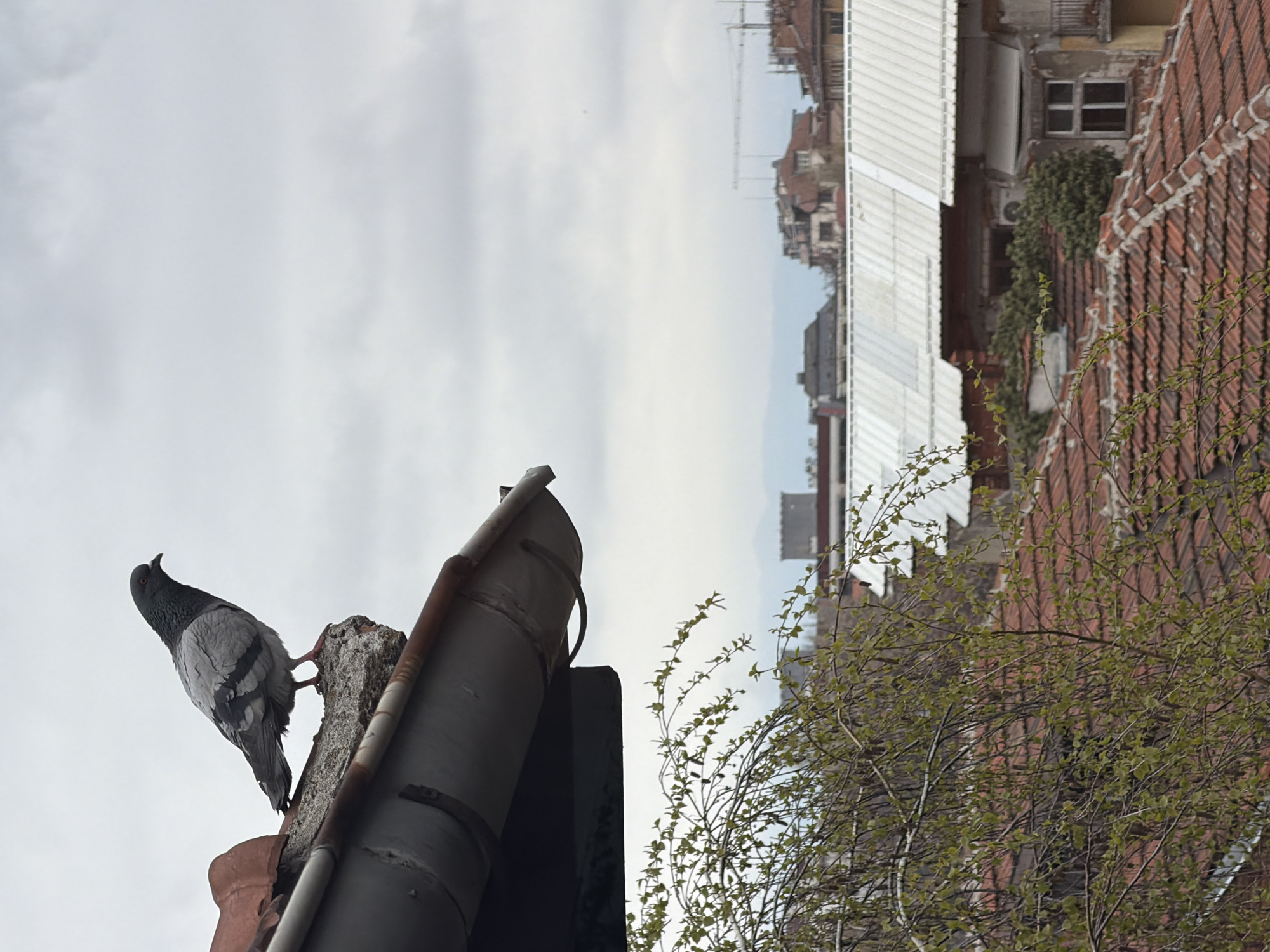A medium shot depicts a pigeon perched on a concrete pillar attached to a rusty gutter on the left side of the frame. The bird is facing towards the left, its gray plumage clearly visible. The background features a cloudy sky, giving way to a cityscape with buildings that have red tiled roofs and some structures appearing to be in the process of construction. A tree branch with sparse leaves is present in the right foreground, partially obscuring the view of the buildings. The location of the scene is city of Unknown, Unknown.