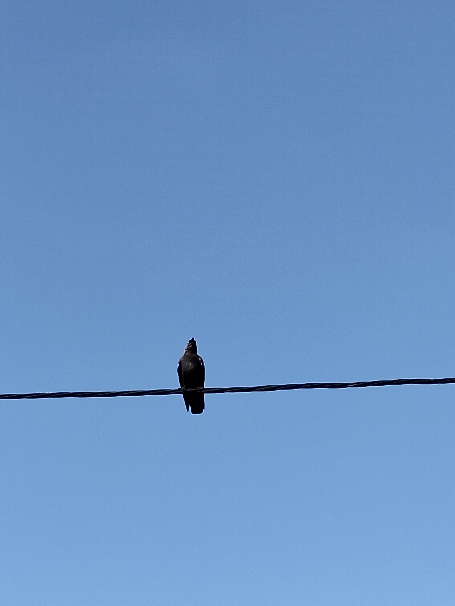 A dark bird is perched on a wire against a clear blue sky. The wire is horizontal and spans the width of the image. The bird is silhouetted and appears to be looking upwards. The background is an expanse of uninterrupted blue sky, suggesting it is daytime and likely fair weather. The scene is devoid of any urban elements such as buildings, vehicles, or people, making it impossible to determine its specific location within Myrhorod, Ukraine. The focus is solely on the bird and its immediate surroundings, the wire and the sky.