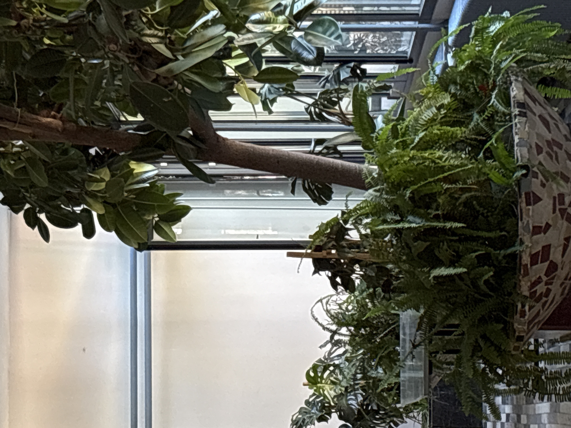 A low-angle shot depicts a lush indoor plant display in Kragujevac, Serbia. A robust, horizontally extending branch of a tree-like plant with large, glossy leaves dominates the upper-left portion of the frame. The branch leads toward the right, where a hanging basket overflows with ferns and other greenery. The basket's surface is textured with a mosaic pattern.
Behind the plants, a window or skylight provides illumination, revealing a series of horizontal blinds or slats. The environment appears to be an interior space with an emphasis on natural elements. A wall or partition is visible to the left of the plants.