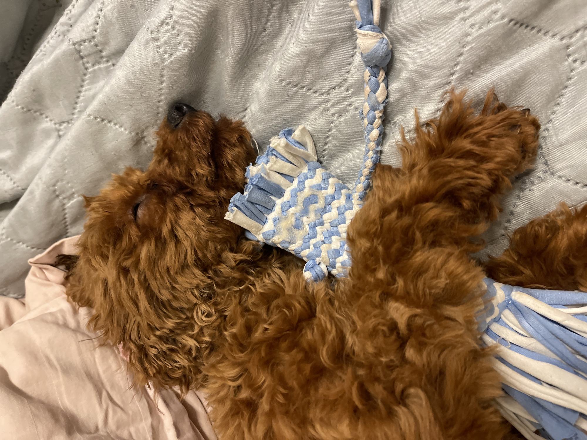 A fluffy, reddish-brown dog sleeps peacefully on a light gray quilted blanket, nestled against a light pink pillow. The dog is curled up on its side, with its eyes closed and its nose facing right. It is holding a blue and white braided dog toy with fringe. The dog appears to be a toy poodle or a similar breed. The scene is indoors, likely in a bedroom. There is no indication of the specific location within the city of Sofia, Bulgaria.