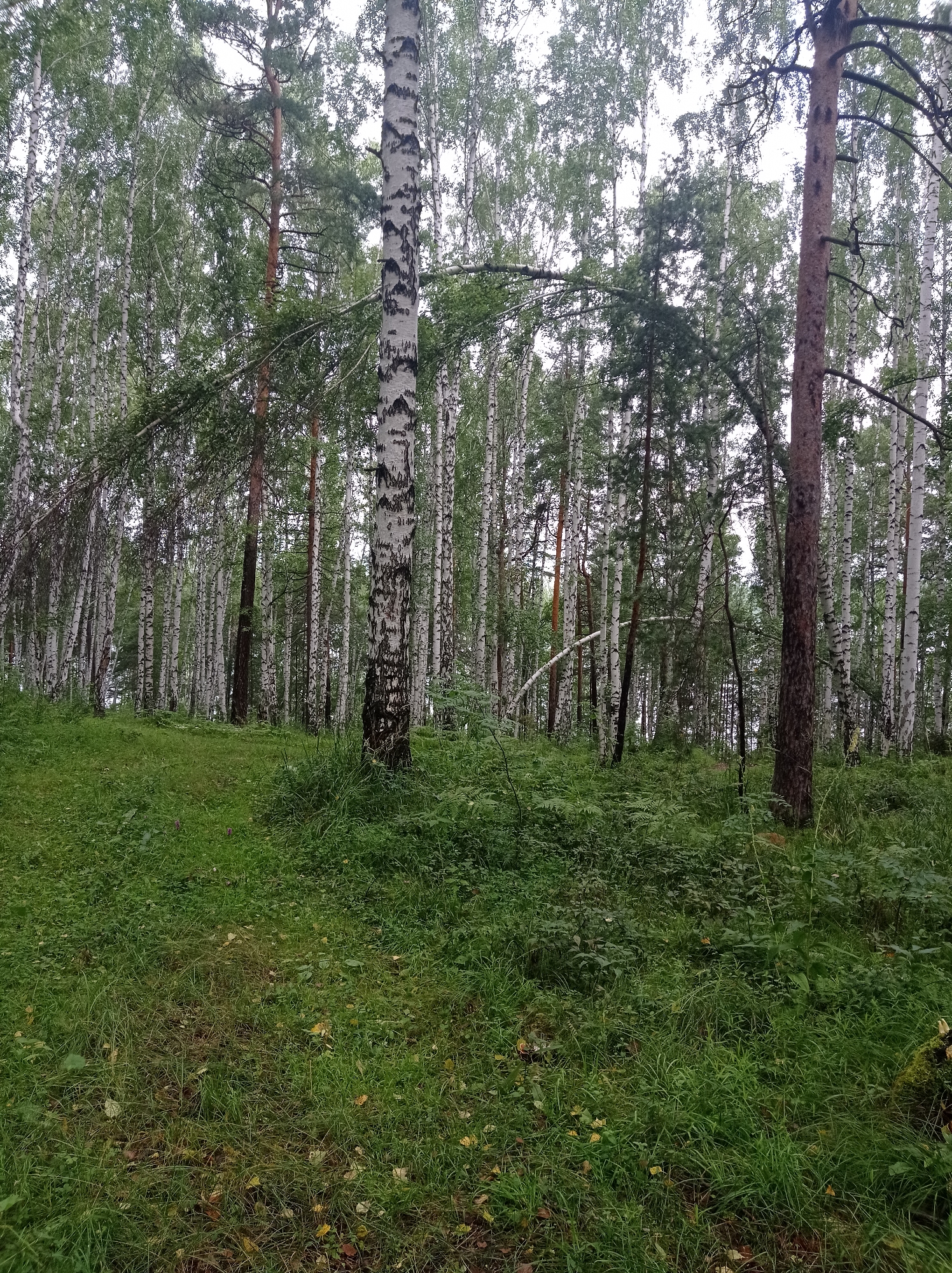 The image depicts a dense forest scene, likely in or around Degtyarsk, Russia. The foreground is dominated by lush green grass and foliage, with some fallen leaves scattered on the ground. A path is faintly visible, winding through the grass towards the trees. The mid-ground and background are filled with a multitude of trees, primarily birch trees with their characteristic white bark and dark markings, interspersed with some darker coniferous trees. The canopy of the trees is thick, creating a dappled light effect. The overall impression is one of a natural, somewhat wild, woodland environment. There are no people or animals visible in the image.