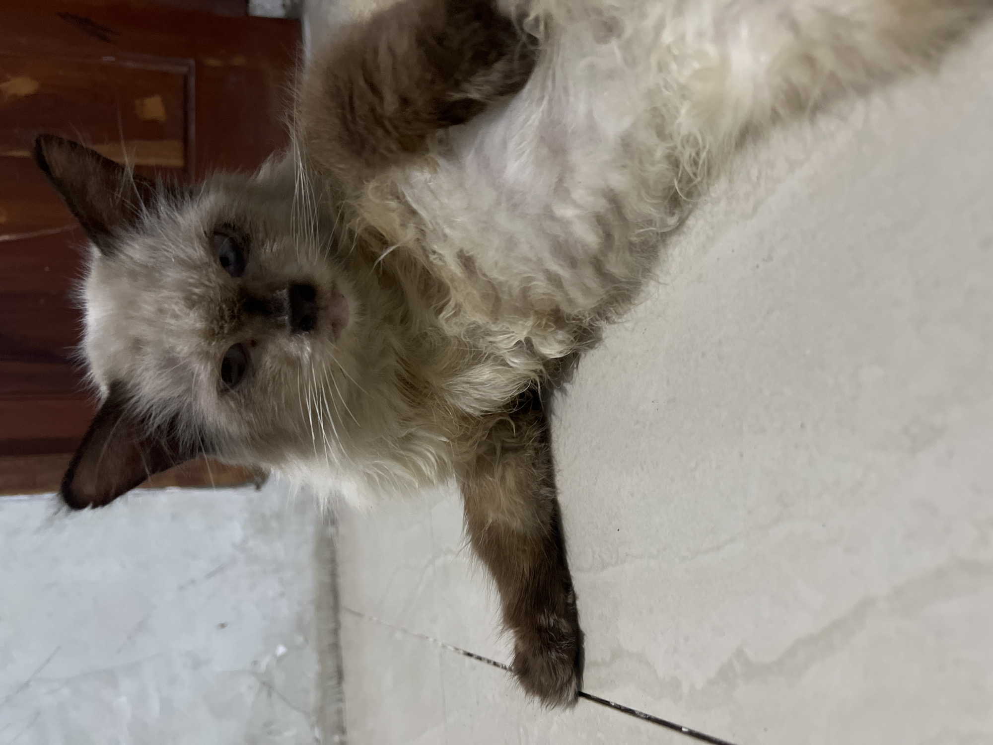 A long-haired cat with a light brown face, dark brown ears, and a light cream body with brown markings is lying on a tiled floor. The cat is facing the camera, with its head tilted slightly to the right. Its eyes are blue. A wooden door is visible in the background. The scene is indoors, likely in a residential setting in Klapanunggal, Indonesia.