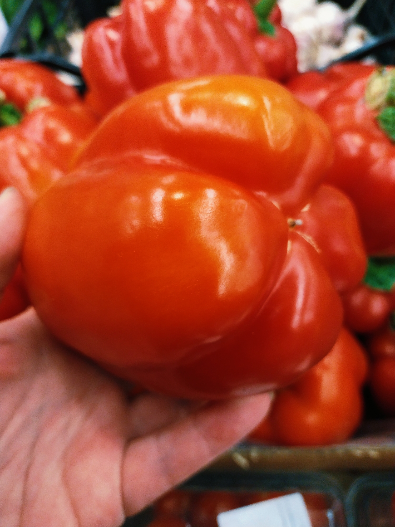 In Horishni Plavni, Ukraine, a close-up shot focuses on a person's hand holding a large, vibrant red bell pepper. The pepper's smooth, glossy skin reflects the light, highlighting its plump, rounded form. Behind it, a cluster of other red bell peppers, some with green stems, are visible, suggesting a market or grocery store setting. In the background, out of focus, are glimpses of other produce and possibly packaging. The overall impression is one of fresh, colorful produce.