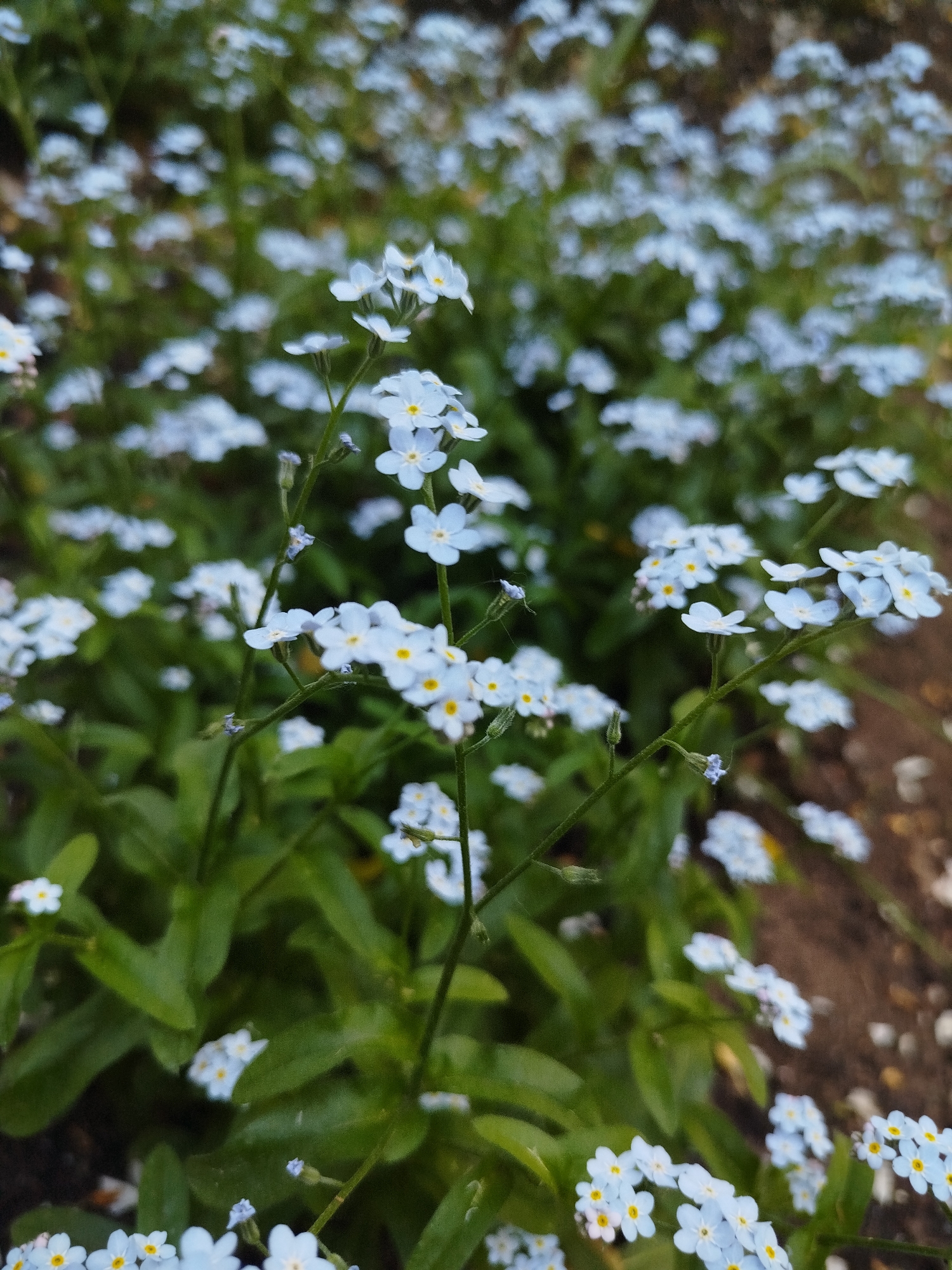 The image depicts a dense patch of forget-me-not flowers. The flowers are small, light blue with yellow centers, and grow on slender green stems amidst broader green leaves. The foreground flowers are in focus, while the background flowers are blurred, suggesting a shallow depth of field. The ground is visible in the background and appears to be covered with soil and small gravel. The location and details, such as city of Chaikovsky, Russia, are not visually discernible in the image.