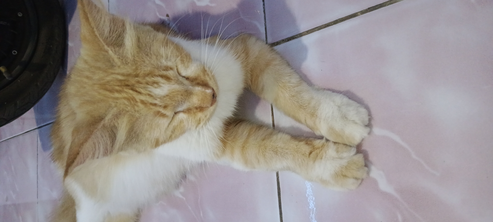 A close-up, vertical, eye-level shot shows a ginger and white cat lying down with its eyes closed. The cat is positioned on a pink tiled floor, with the back portion of a dark tire visible in the upper right corner of the frame. The cat's front paws are crossed, and its head is resting on its crossed paws. The cat's fur is a mix of orange and white, with distinct tabby markings on its head and body. The lighting is soft, casting a gentle shadow on the tiled floor. The environment appears to be indoors, given the tiled flooring and the presence of what seems to be a tire, possibly from a vehicle parked nearby. The exact location in Rejing, Indonesia cannot be determined from the image alone.