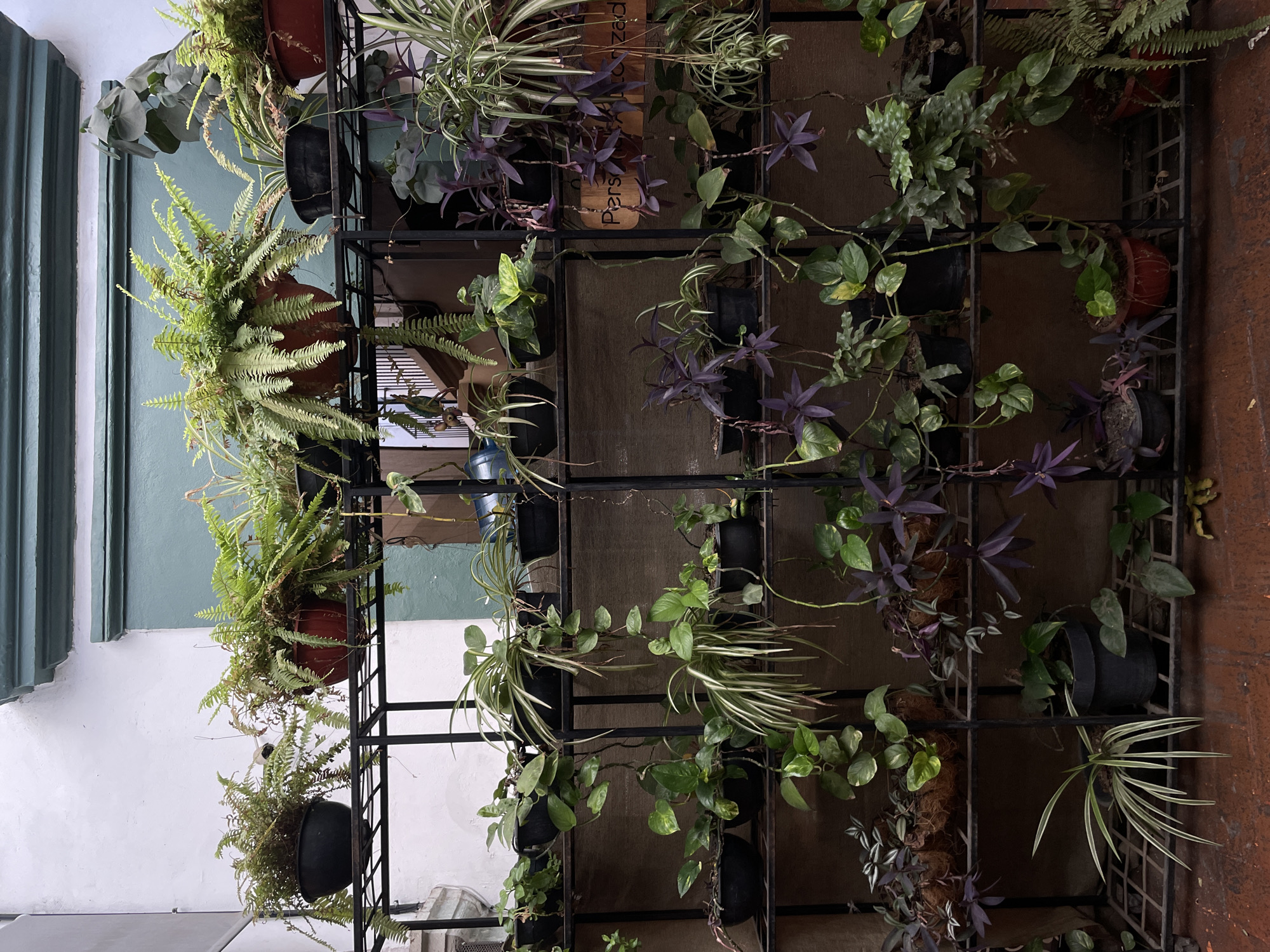 A vertical garden in Oaxaca City, Mexico. The garden is comprised of a black metal grid structure affixed to a wall, holding numerous potted plants. Plant varieties include ferns, spider plants, pothos, and purple heart plants, among others. The garden extends across the wall, with some sections displaying denser foliage than others. To the left, the wall is painted white with a green trim. To the right, the wall is a brown. The light is soft and diffused, suggesting an indoor or shaded location. The composition focuses on the plants and their arrangement on the grid.