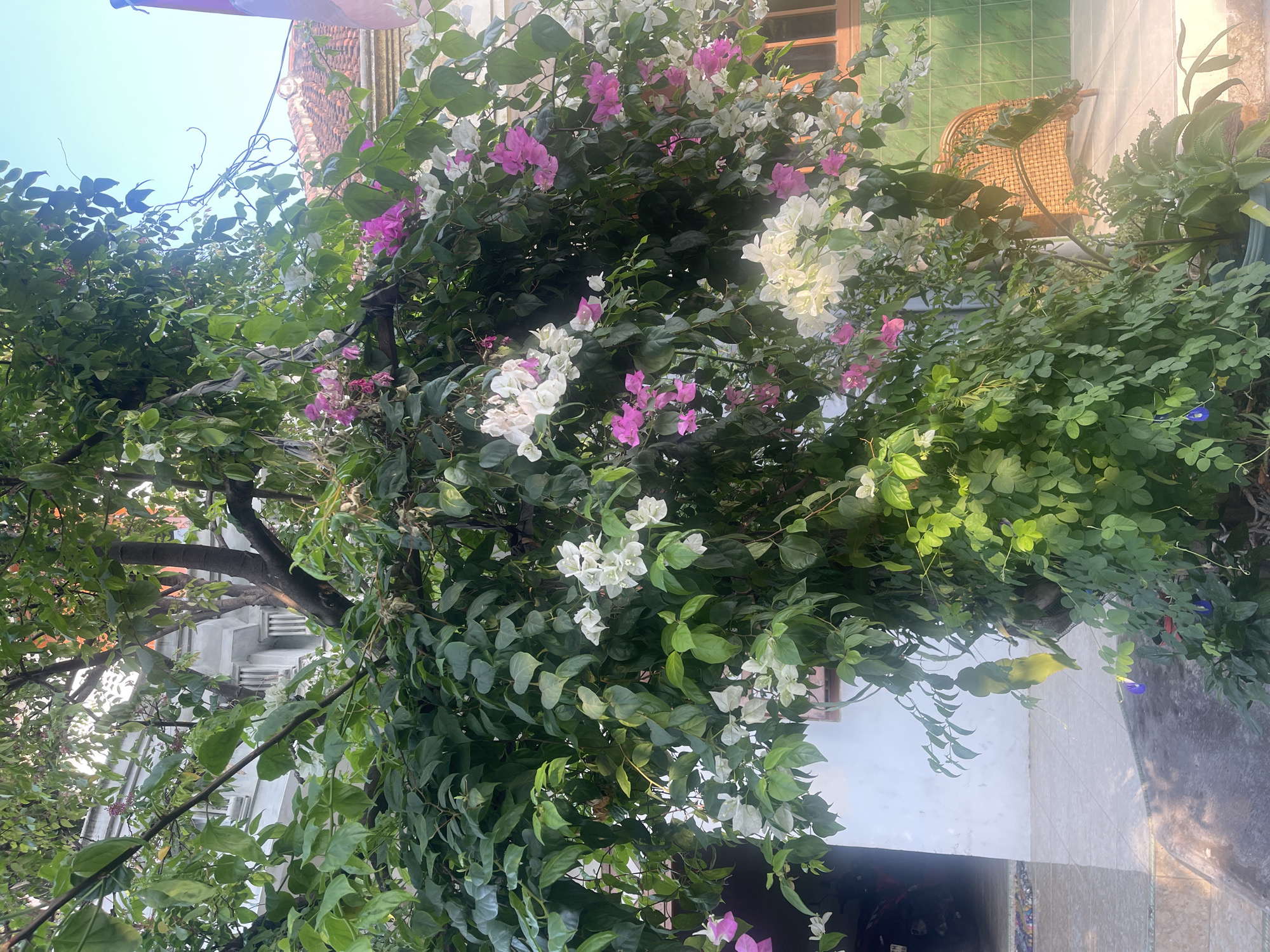 In Sugih Waras, Indonesia, a vibrant bougainvillea plant is the central focus, its branches laden with clusters of pink and white bracts. The plant climbs around a tree trunk, creating a lush, overflowing display. Sunlight filters through the leaves, casting dappled shadows on the tiled patio below. In the background, a white building with decorative windows is visible, along with a terracotta-tiled roof. A wicker chair sits on the patio, partially obscured by the foliage. The scene suggests a warm, tropical setting with abundant plant life.