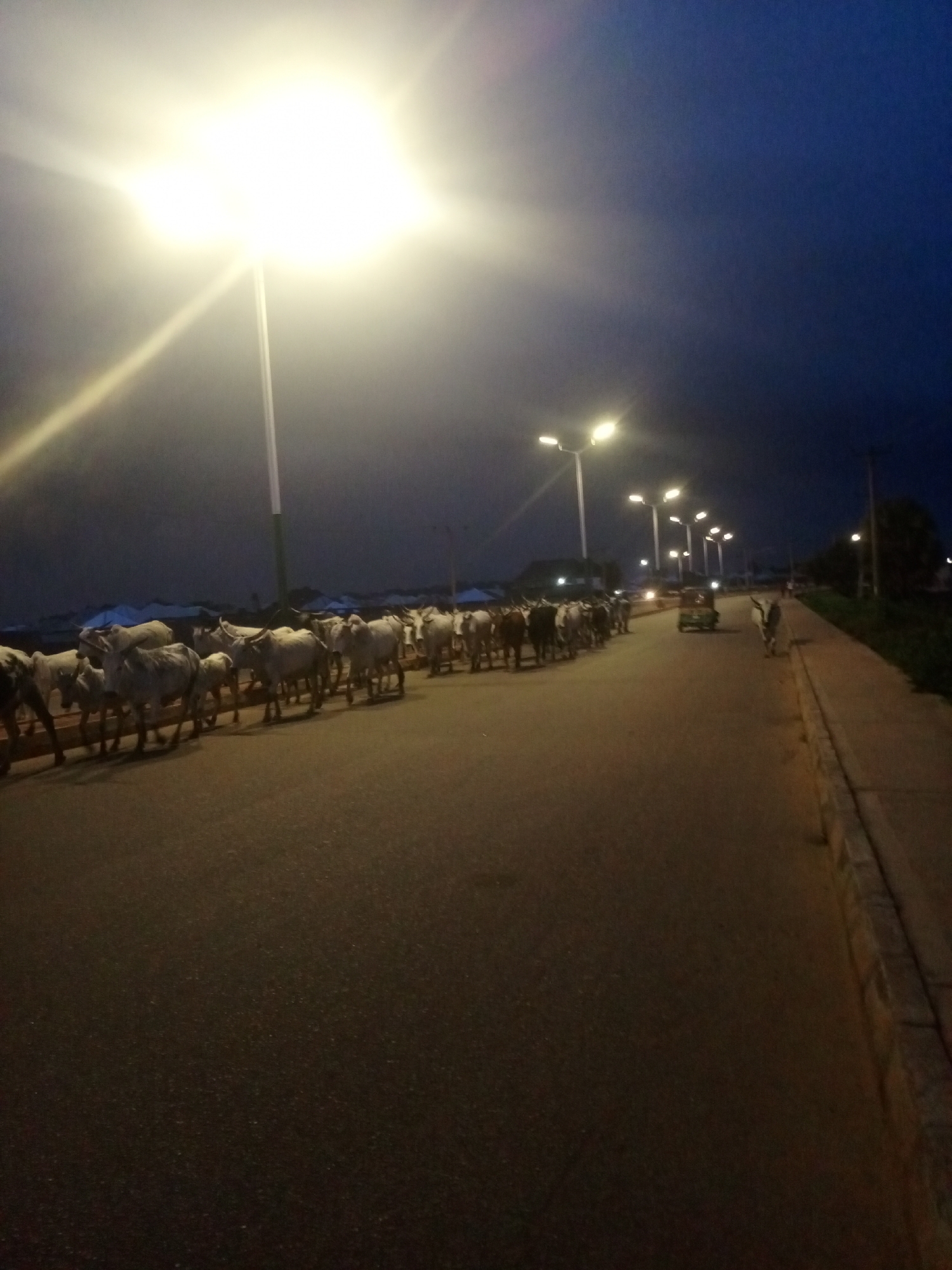 A herd of cattle is walking down a paved road in Bukuru, Nigeria at dusk. The sky is dark blue with bright streetlights illuminating the scene. The cattle are walking in a line, and there are several of them visible. A small, three-wheeled vehicle is visible in the distance, as is a sidewalk and some trees.
