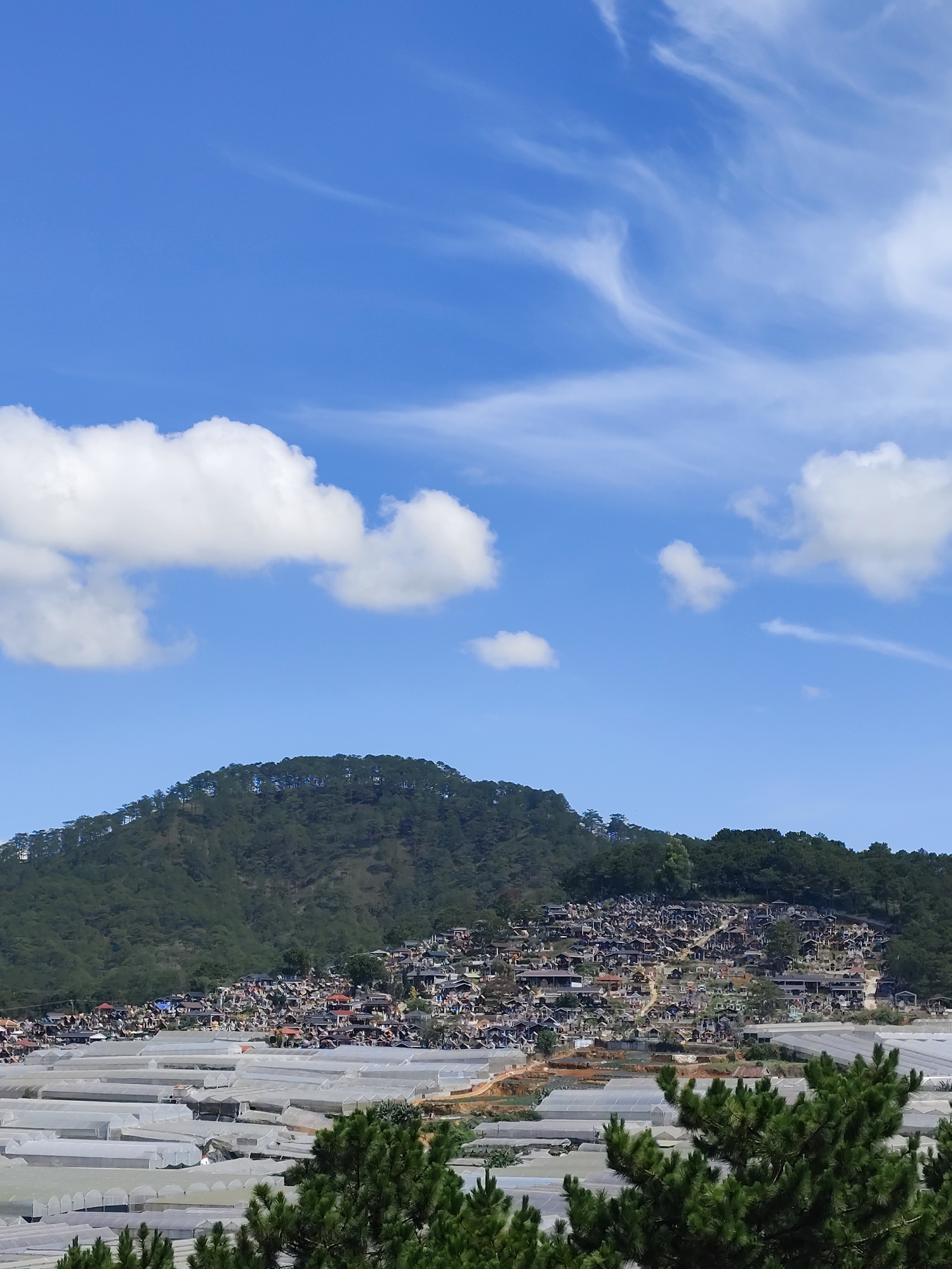 The image shows a sunny landscape in Lâm Viên - Đà Lạt, Vietnam. A mountain covered in dense forest is in the middle ground, with houses scattered across its slope. Below the mountain, numerous greenhouses form a white, grid-like pattern. Pine trees are in the foreground. The sky is bright blue with scattered cumulus clouds and some wispy cirrus clouds. No people are visible.