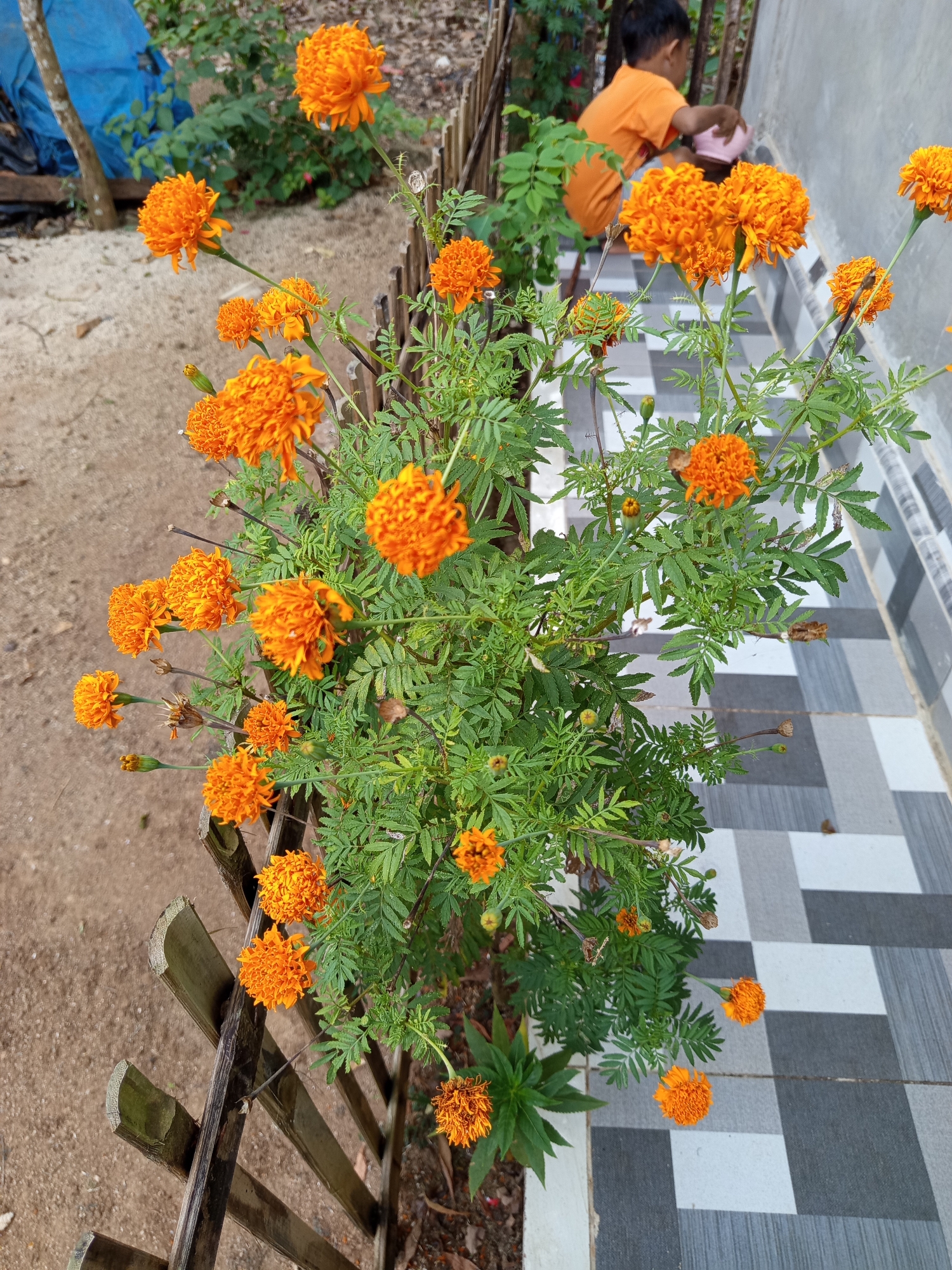 The image depicts a close-up view of a vibrant marigold plant with numerous orange flowers in bloom, positioned next to a tiled pathway and a rustic wooden fence. In the background, a young child wearing an orange shirt is partially visible, appearing to water the plants with a pink watering can. The environment suggests an outdoor setting in a residential area, possibly a garden or patio, with sandy ground visible to the left of the fence. The tiled pathway features a checkerboard pattern of grey and white squares. The overall scene is bathed in natural light, indicating it was taken during the daytime. The location is identified as Unknown, Indonesia.