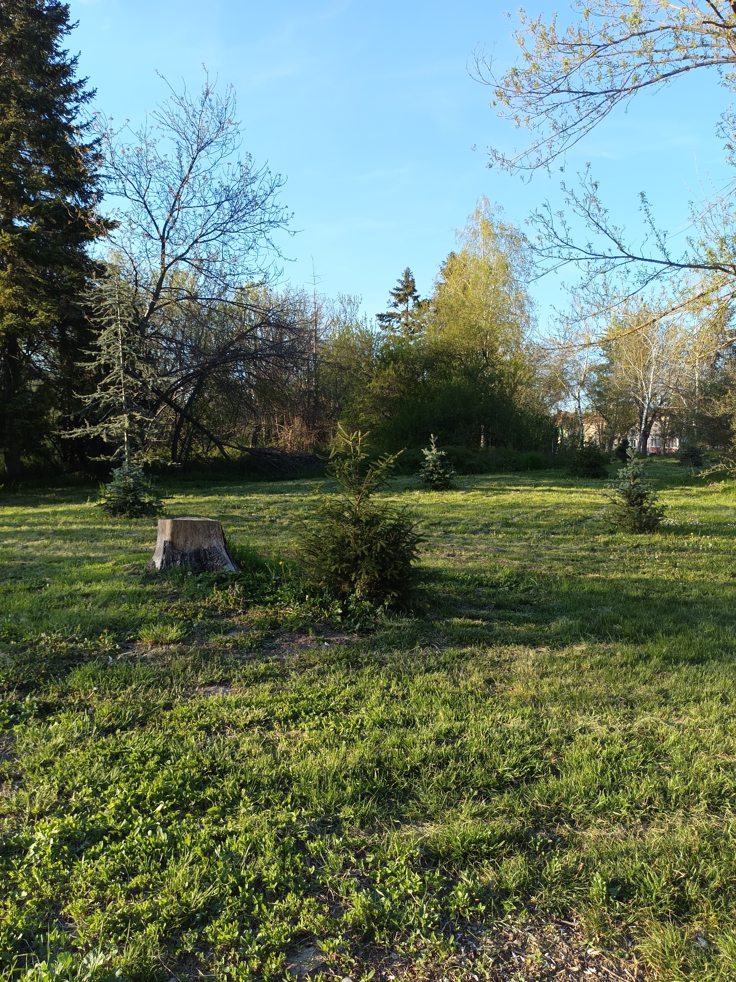 The image depicts a grassy park in Targovishte, Bulgaria, under a clear blue sky. Sunlight dapples the scene, creating shadows across the uneven green lawn. Several young evergreen trees are scattered throughout the park, along with a weathered tree stump. Mature trees, some still bare and others budding with new leaves, form a backdrop to the open space. In the distance, a building can be partially seen amidst the foliage. No people are visible in the frame.
