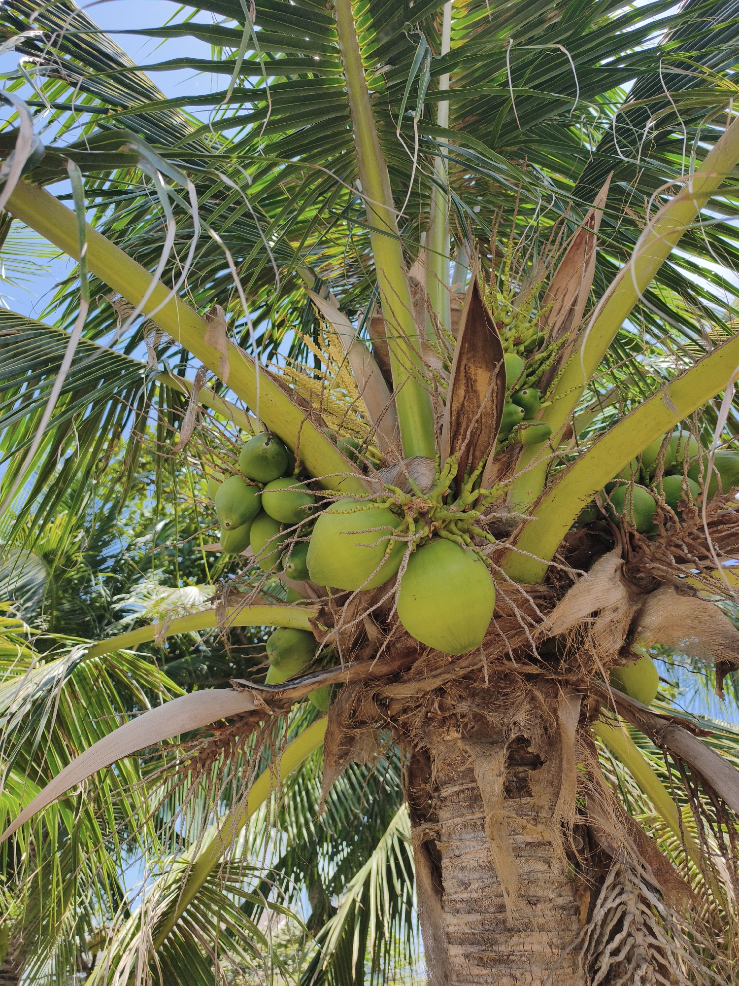 The image captures a close-up view of a mature coconut palm tree laden with numerous green coconuts, set against a clear blue sky. The foreground is dominated by the rough, fibrous bark of the tree trunk and the bright green fronds of its palm leaves, some of which are dried and brown. Clusters of coconuts, varying in size, are visible, attached to the trunk by thick stems. The background is a blur of green foliage from other trees, suggesting a tropical environment. The scene is devoid of any human presence. The image appears to be taken in Nha Trang, Vietnam, a coastal city known for its palm-fringed beaches.