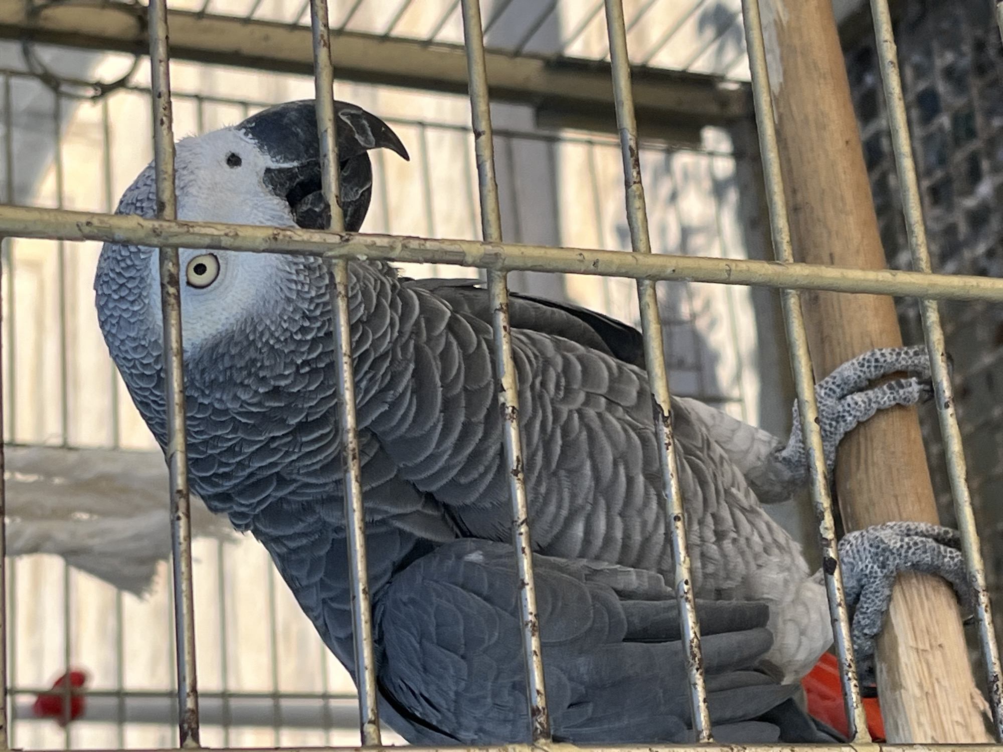 The image shows a gray parrot inside a metal cage. The parrot has gray plumage with a light gray face and a dark beak. It's perched on a wooden pole within the cage, holding on with its gray, spotted feet. The cage is made of vertical and horizontal metal bars, and it appears to be situated outdoors. In the background, there are indistinct elements suggesting an urban setting. The location is identified as Alanya, Turkey.