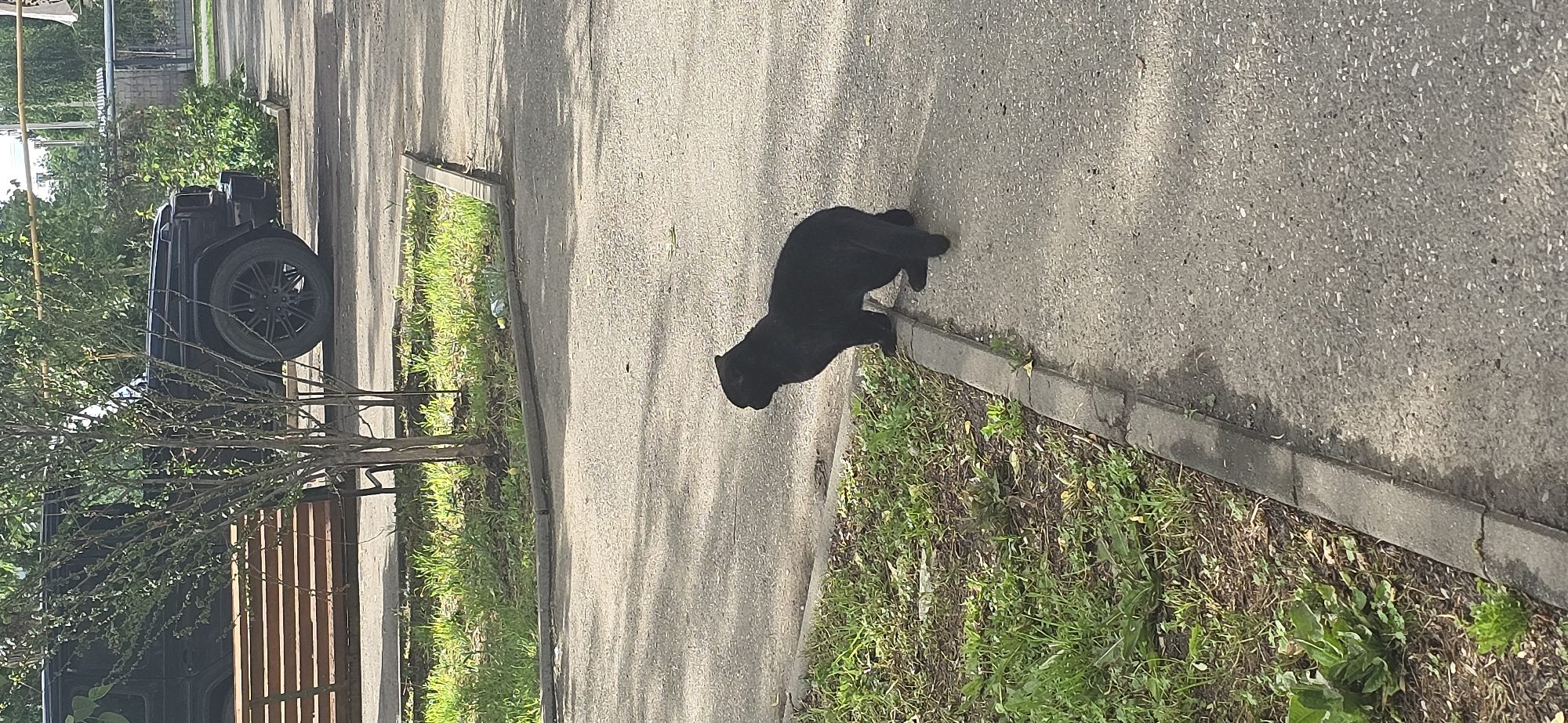 The image shows a paved walkway in Grozny, Russia. A black dog is standing on the walkway next to a grassy area. A black SUV is parked on the side of the walkway near a tree and a wooden fence. The weather appears to be sunny.