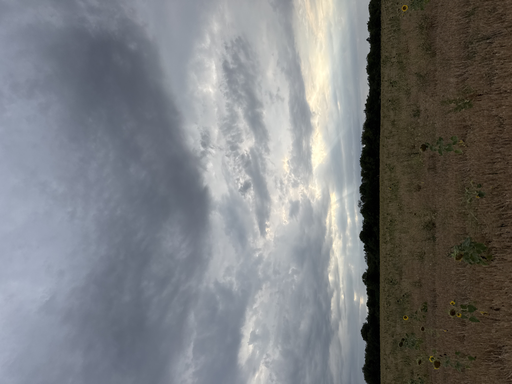 The image shows a field with sparse sunflowers in the foreground, leading to a line of trees in the background. The sky is overcast with dramatic clouds, and shafts of light are breaking through. The location is identified as Lesicheri, Bulgaria. There are no people or animals visible in the scene. The environment appears to be rural, with a focus on the natural landscape.