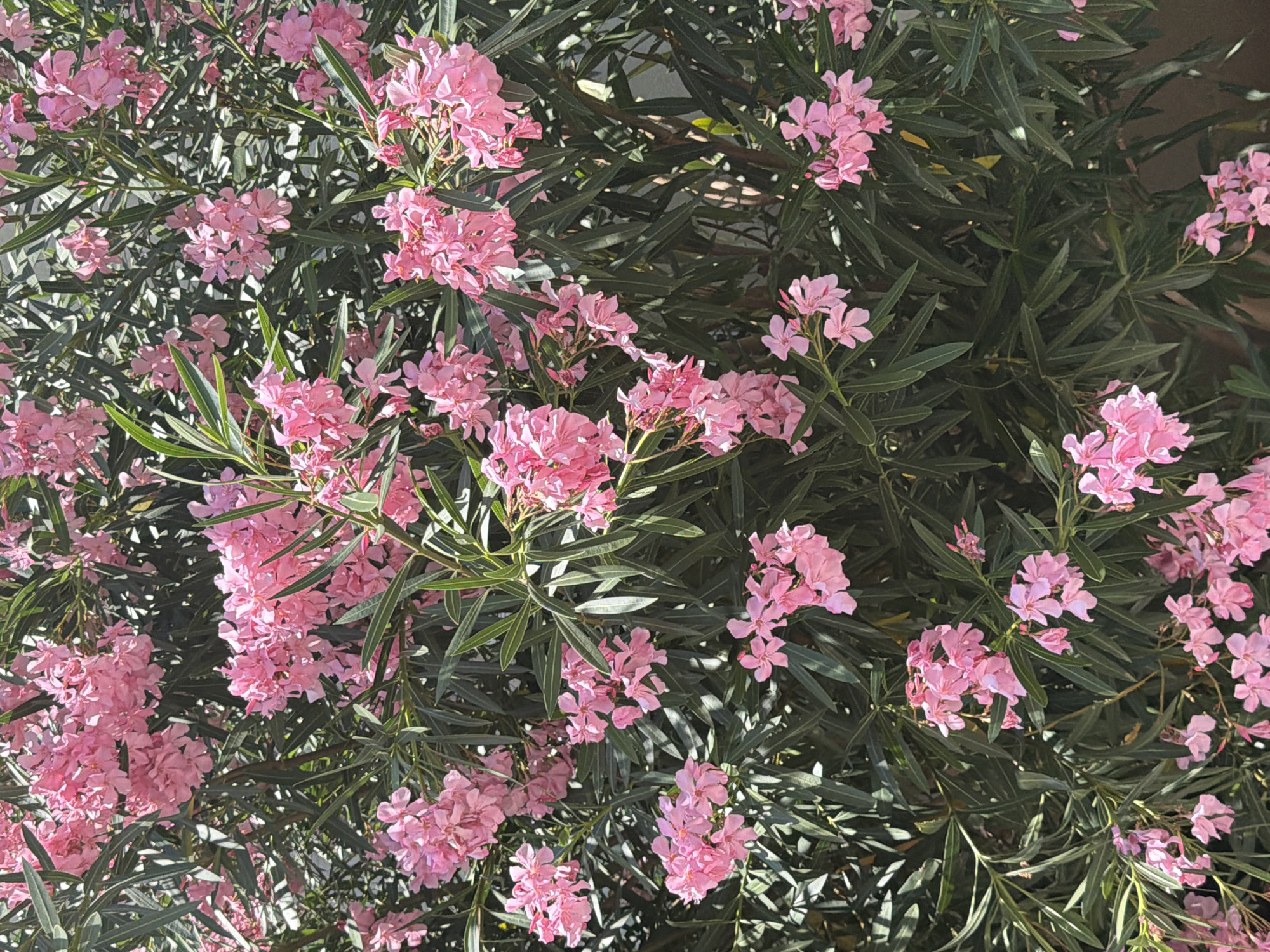 This is a close-up, high-angle photograph of a dense oleander bush in bloom, likely taken in Boreti, Montenegro. The bush is covered in numerous clusters of delicate, bright pink flowers, creating a vibrant contrast against the deep green, leathery leaves. The leaves are long and narrow, typical of oleander, and they form a lush backdrop for the blossoms.
The lighting suggests it is daytime, with sunlight dappling through the foliage, creating highlights and shadows that add depth to the image. The overall impression is one of natural beauty and abundance. There are no people or animals visible in the frame, and no text is present. The image focuses entirely on the plant and its blossoms, highlighting the intricate details of the flowers and the texture of the leaves. The density of the bush suggests it is well-established and thriving. The background is mostly obscured by the plant itself, but hints of a light-colored structure, possibly a wall or building, can be seen in some areas, typical of a garden or outdoor setting. The scene conveys a sense of peace and the simple beauty of nature.