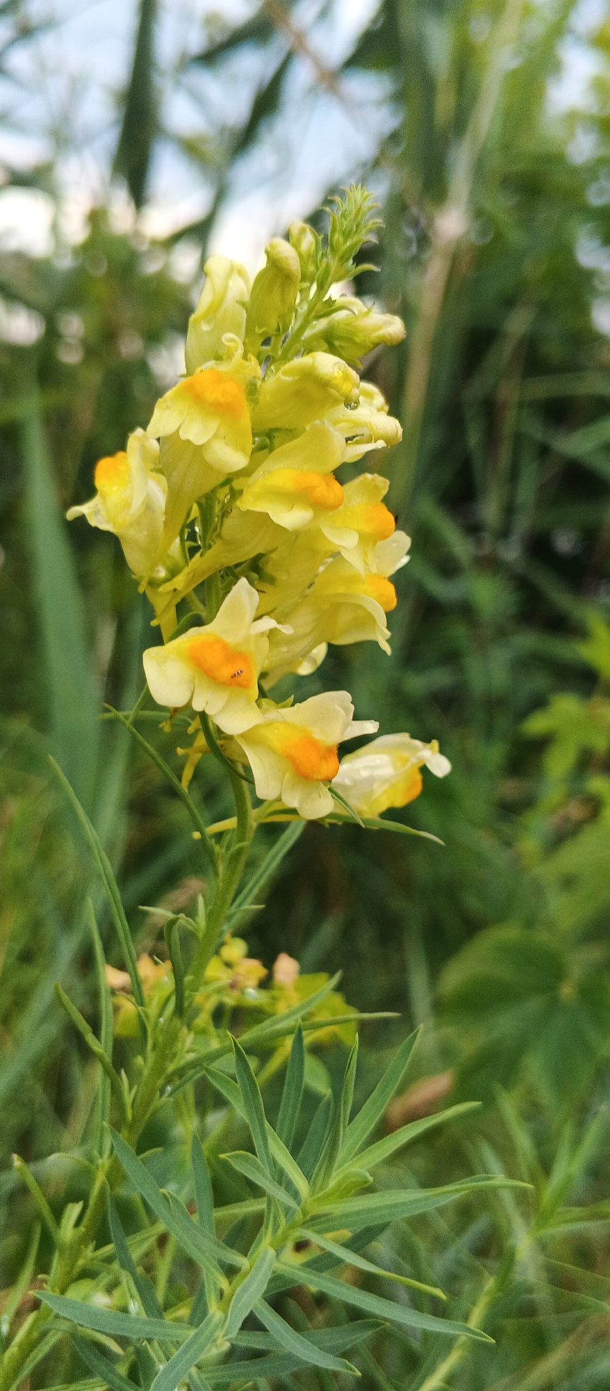 A close-up, vertical, medium shot captures a stalk of yellow and orange flowers with green foliage in the foreground. The flowers are small and tubular, with a bright orange marking on the lower lip. They are clustered together, with some showing water droplets. The background is blurred and consists of green leaves and possibly a pale blue sky. The location is Smila, Ukraine.
