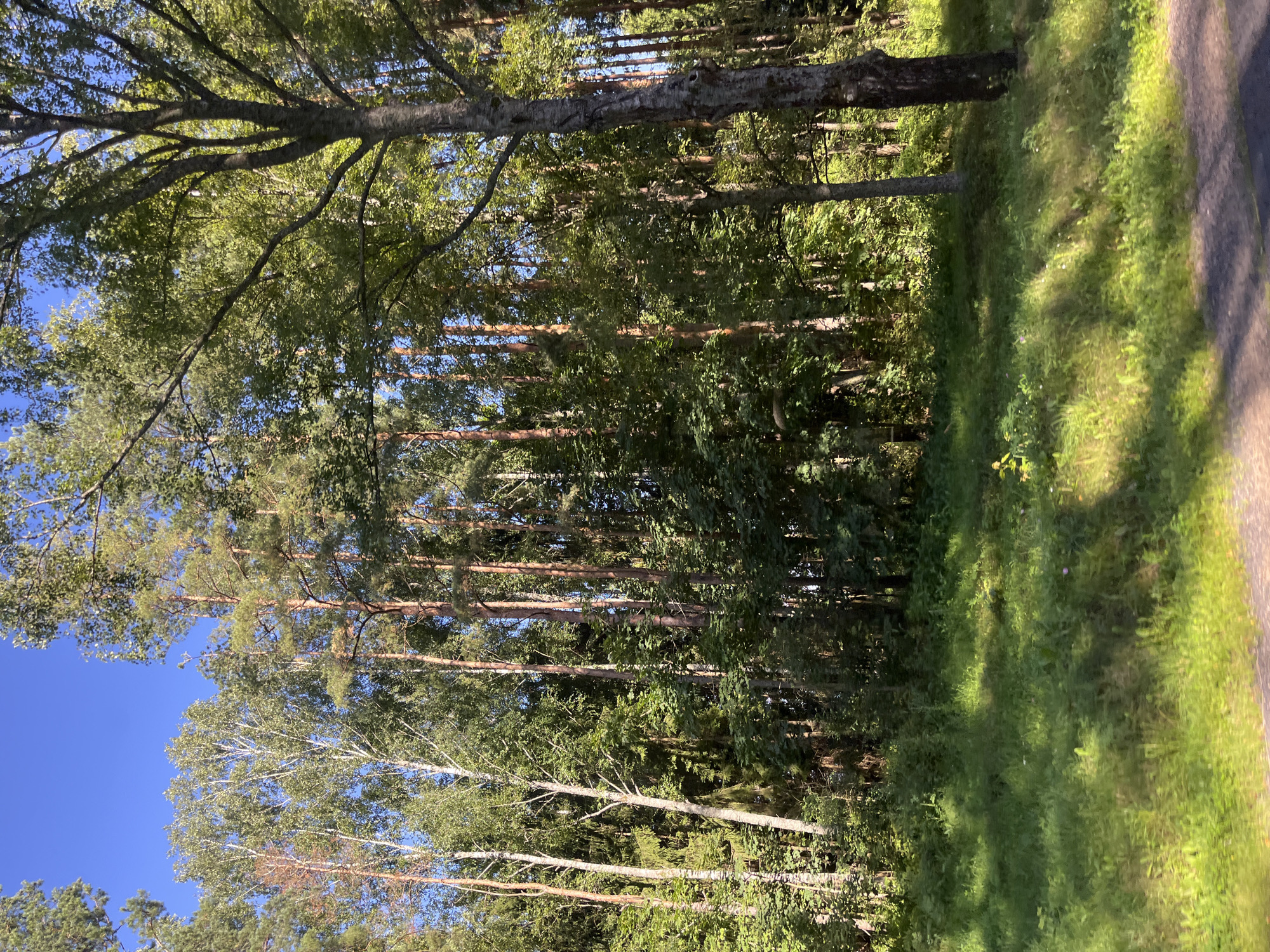 The image depicts a natural forest scene with a clear blue sky overhead. In the foreground, a sun-drenched grassy area with some small wildflowers is visible, casting long shadows. The middle ground and background are dominated by a dense forest composed primarily of tall pine and birch trees. The sunlight filters through the leaves, creating a dappled effect on the forest floor and vegetation. The overall impression is one of a tranquil, natural landscape typical of the Мядзельскі сельскі Савет region in Belarus.