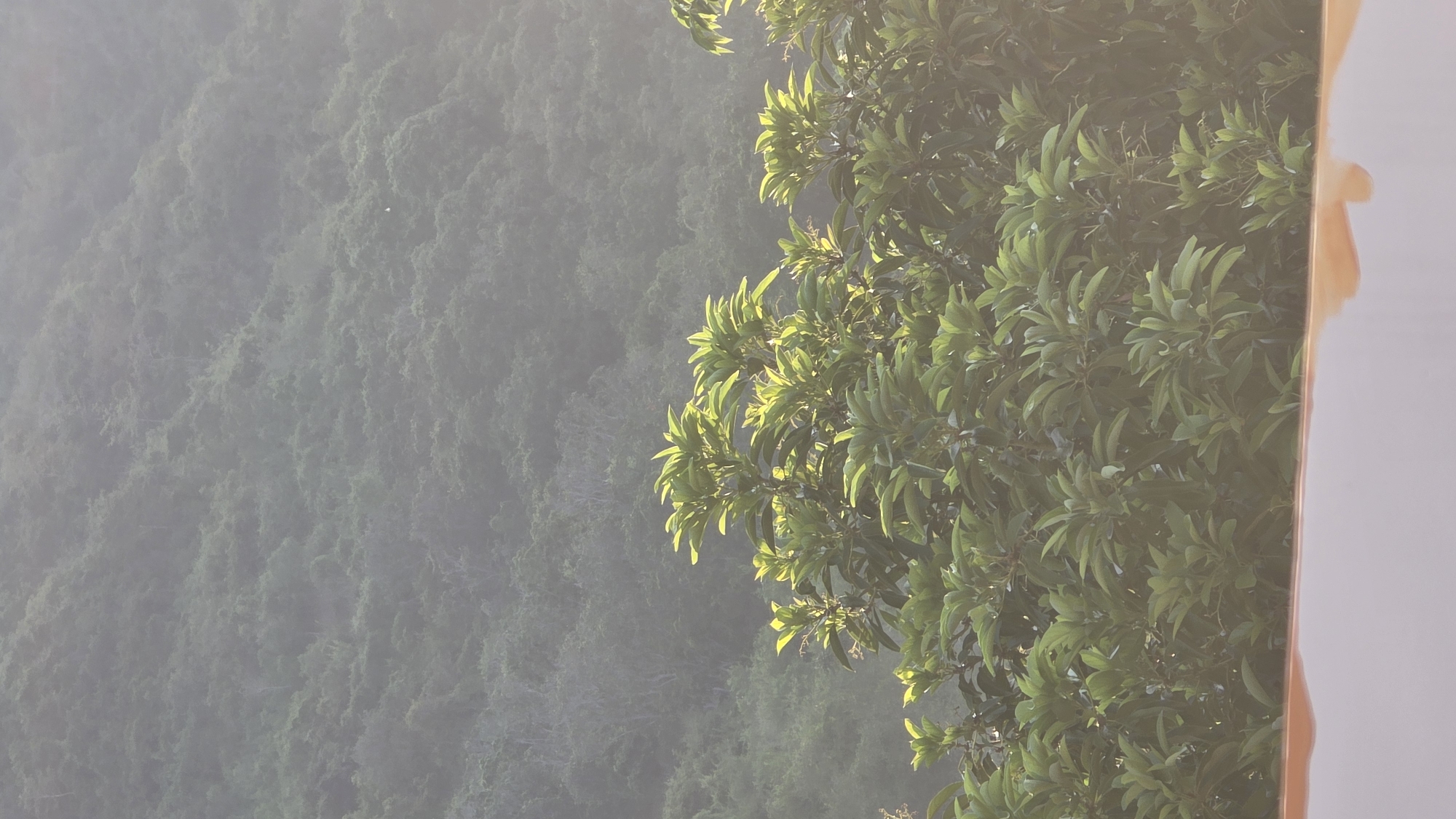 The image depicts a natural scene in what appears to be the Bac Natural Heritage Area Trang, Vietnam. A lush, green hillside, possibly a mountain, is visible on the left, shrouded in a light haze or fog. To the right, a tree with dense foliage fills the frame. The overall impression is one of verdant, natural beauty.