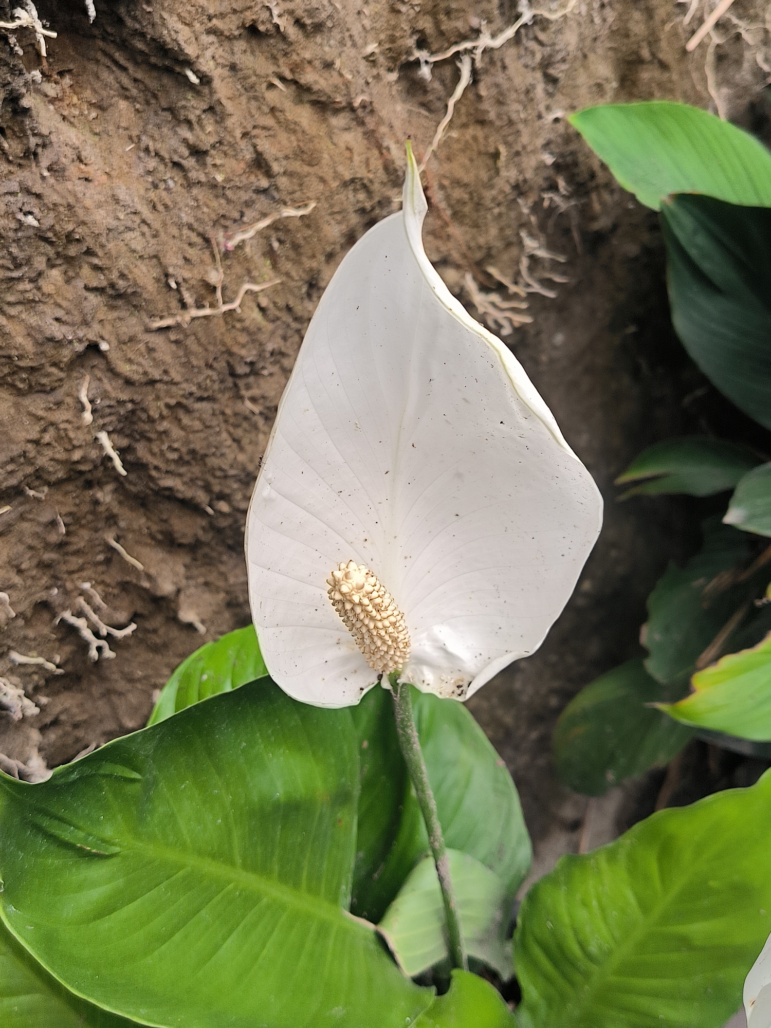 A close-up, vertical shot captures a single white peace lily flower in bloom, set against a textured brown background resembling a rock or rough bark. The flower's delicate white spathe, which is shaped like a sail, is dusted with small dark specks. At its center is a creamy-white spadix, a cylindrical structure covered in tiny raised bumps, indicating it's in its reproductive phase.
The background is a mottled brown, with an uneven surface and a few thin, root-like structures protruding from it. To the right and bottom of the flower, large, deep green leaves of the same plant are visible, their surfaces glossy and veined. These leaves create a contrasting backdrop of lushness against the more austere texture of the background and the delicate bloom.
The lighting appears to be natural, possibly suggesting an outdoor setting or a well-lit interior space. There are no people or discernible text in the image. The overall impression is one of natural beauty and botanical focus, with the peace lily being the undisputed subject. The setting, given the brown textured background and green foliage, could be a garden, a greenhouse, or a naturalistic indoor planting. The time of day and weather are not discernible. The photograph is part of a collection of images from Tansaril, Indonesia.