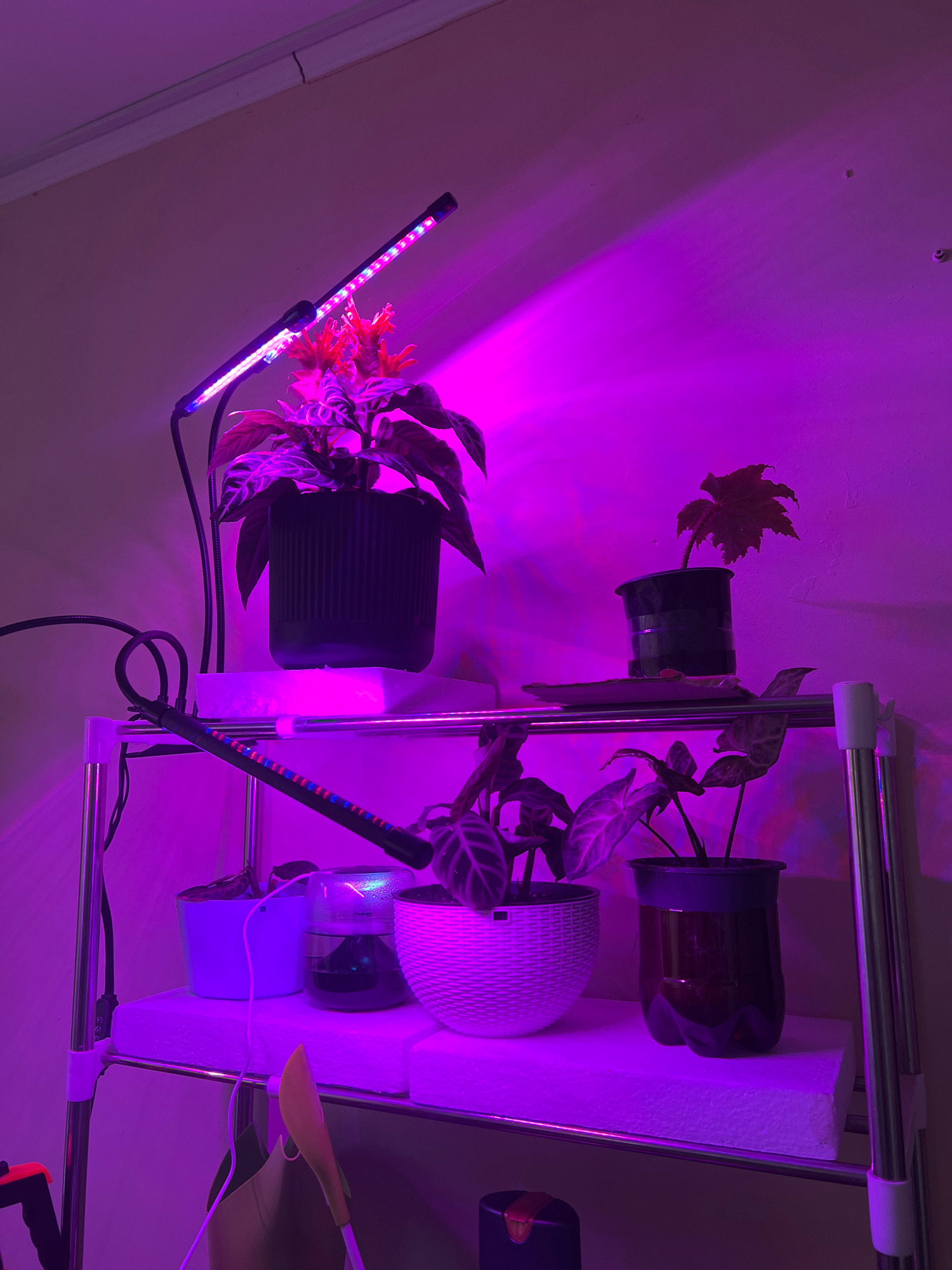 An indoor shelving unit holding several potted plants is illuminated by purple grow lights. The shelves are made of white foam and the frame of the unit appears to be metal. On the top shelf, a plant with variegated leaves and red accents is in a black ribbed pot, positioned under a dual-headed grow light. To the right of this plant, another plant with reddish-brown, textured leaves is in a black pot.
The middle shelf contains three plants. On the left, a small blue pot holds a plant. Next to it is a glass container with water and a plant. To the right, a white textured pot contains a plant with large, veined leaves. A plant with dark brown leaves is in a cut plastic bottle to the right of the white pot. A bendable grow light bar with red and blue LEDs is positioned horizontally across this shelf.
The bottom shelf is partially visible and appears to hold some small dark objects. A yellow tool or object hangs from the side of the shelving unit. The background is a light-colored wall illuminated by the purple grow lights, creating a strong purple cast on the wall and ceiling. The overall scene depicts an indoor plant cultivation setup. The location is not specified in the image.