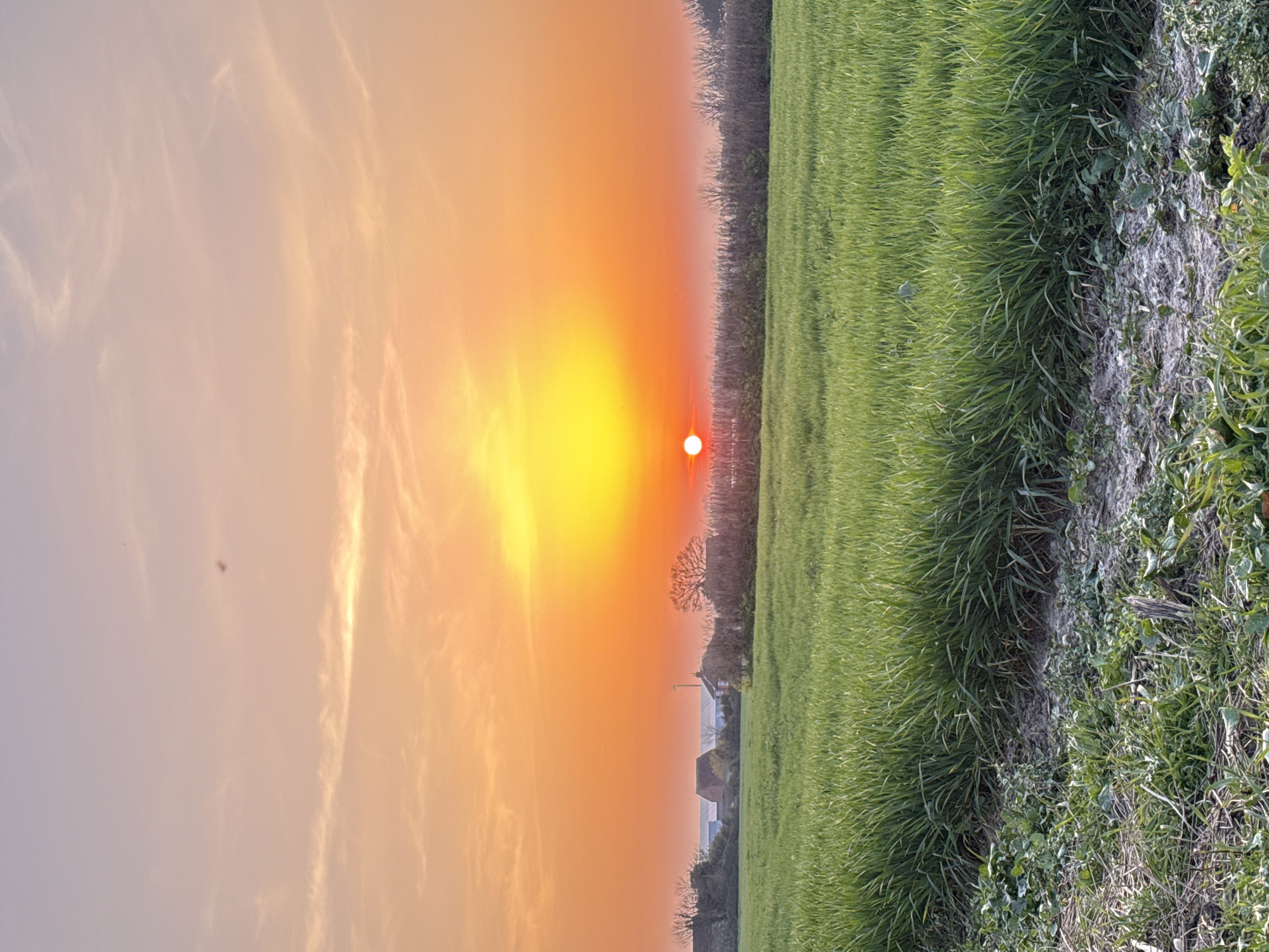 The image captures a sunrise or sunset over a field, likely located in a rural area. The sky is filled with orange and yellow hues, with the sun appearing as a bright, intense light source. The field is predominantly green, with a mixture of grasses and vegetation. In the distance, there are glimpses of buildings and trees, suggesting a nearby settlement. Based on the prompt, this scene may be located near Gorleston-on-Sea, United Kingdom.