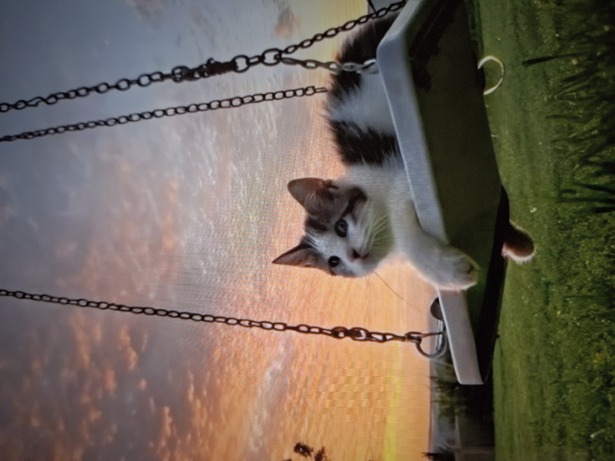 A kitten is sitting in a swing. The swing is hanging from a chain. The background appears to be a sunset on one side and green grass on the other. There is no indication that the location is Писарёвка, Russia.