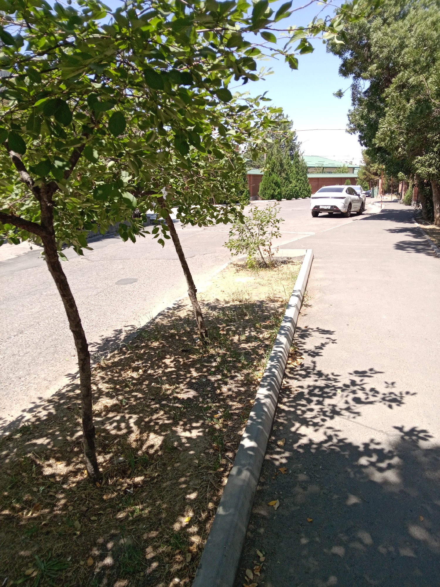 The image shows a street scene in Tashkent, Uzbekistan, on a clear day. In the foreground, two trees with sparse foliage cast shadows on a paved sidewalk and the adjacent asphalt road. The sidewalk is bordered by a concrete curb. Further down the street, a white sedan is parked on the right side of the road, facing away from the viewer. Beyond the road, there are buildings with green roofs and brick walls, surrounded by trees and other vegetation. The overall impression is of a quiet, tree-lined street in a residential or commercial area.