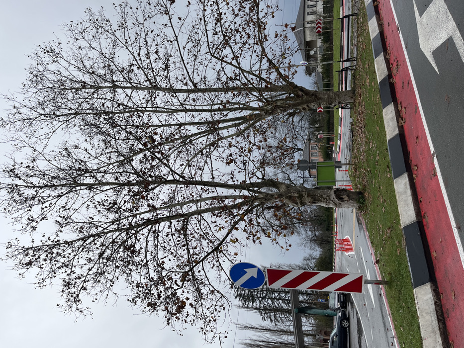 The image captures an outdoor scene in the city of ლესის თემი, Georgia, under an overcast sky. In the foreground, a paved road features a red-painted section with a white forward-pointing arrow, bordered by a concrete curb painted with alternating black and white segments. A grassy median, sparsely covered with brown fallen leaves, hosts a tall vertical sign with red and white diagonal stripes, topped by a blue circular sign displaying a white arrow pointing diagonally down-right. Several orange traffic cones are arranged along a white line, delineating a curve in the road.
Two prominent deciduous trees, characterized by light-colored, mottled bark and mostly bare branches with some residual brown leaves, stand on the median. A dark-colored metal bench is positioned beneath these trees. To the left, a dark sedan and a light-colored taxi are partially visible, parked near a multi-story structure with a green roof. The background reveals additional bare trees and some evergreen conifers, along with residential buildings, including a light-colored house with a dark roof and another with a pink facade and brown roof. No people are present in the scene.