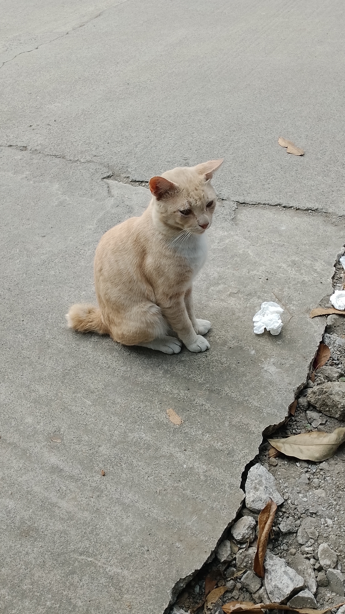 A light brown tabby cat sits on a cracked concrete surface with debris and leaves scattered around. The cat is facing to the right, with its tail curled around its body. There is a wad of white crumpled material to the cat's right, and more debris and leaves are visible along the edge of the concrete in the lower right corner of the image. The scene appears to be an outdoor urban environment in Bojongsoang, Indonesia.