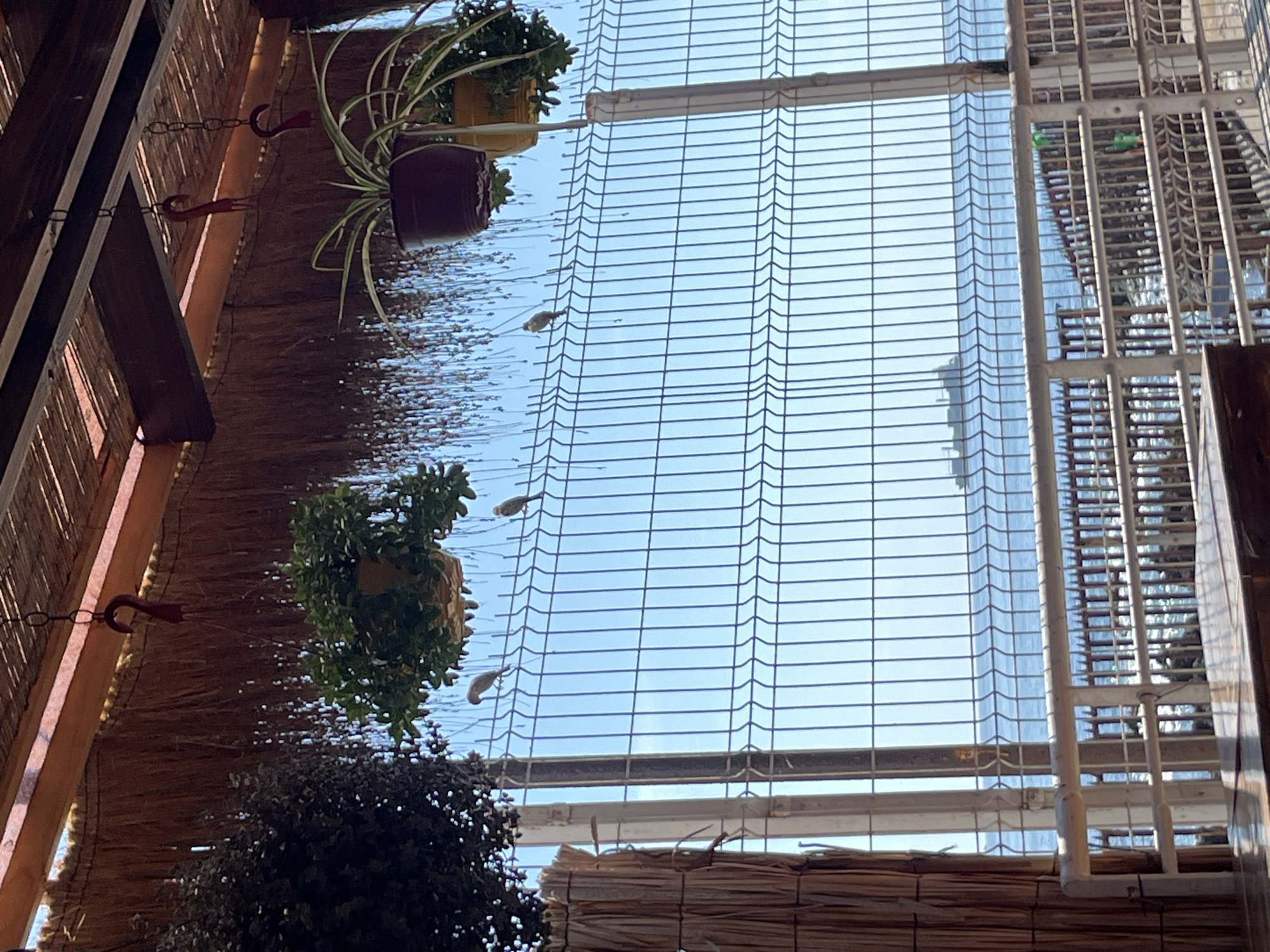 This appears to be an upward-facing view from within a structure or building. The structure seems to have a partially thatched roof and hanging plants are visible. There are birds perched on or flying near a window with blinds. Outside the window is a clear, blue sky, possibly reflecting off a building. The presence of architectural elements like the blinds and what appears to be a building frame suggest the location is urban. The city location is unknown.