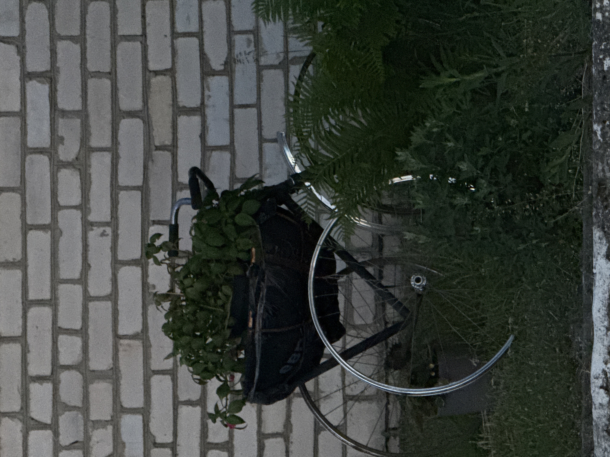The image displays a stationary bicycle positioned next to a dense patch of dark green foliage. The scene is illuminated by dim, ambient light, suggesting an overcast day or low-light conditions.
On the left side of the frame, a textured surface consisting of light-colored, rectangular bricks or pavers is prominently visible, laid out in a staggered pattern, resembling a wall or a vertically oriented paved area.
In the central area, a bicycle is partially obscured by plants. Its chrome-plated wheel rims and spokes are clearly discernible. Attached to the front portion of the bicycle, likely the handlebars or front rack, is a dark-colored basket or bag overflowing with vibrant green leafy plants.
To the right, the bicycle is largely enveloped by lush, dark green foliage, possibly ferns or similar bushy plants, which obscure parts of its frame and wheels. Further to the far right, a rough, light grey vertical structure, appearing to be a concrete or stone wall or pillar, is visible.
No human figures are present, and there is no discernible activity taking place. The overall impression is that of a quiet, outdoor setting, possibly a garden or a paved area adjacent to dense vegetation. No visible text is present in the image.