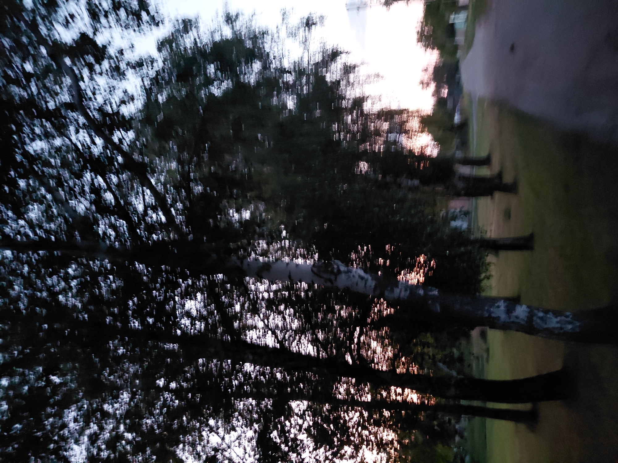 The image depicts a blurred outdoor scene with a focus on several trees lining a paved road in Ustyvytsia, Ukraine. The trees, appearing to be birch and other deciduous types, are silhouetted against a soft, dusky sky. The foliage is rendered as streaks of light and dark due to motion blur, suggesting the photo was taken while moving. The road stretches into the distance, with grassy areas on either side. The overall impression is that of a quiet, rural setting during twilight.