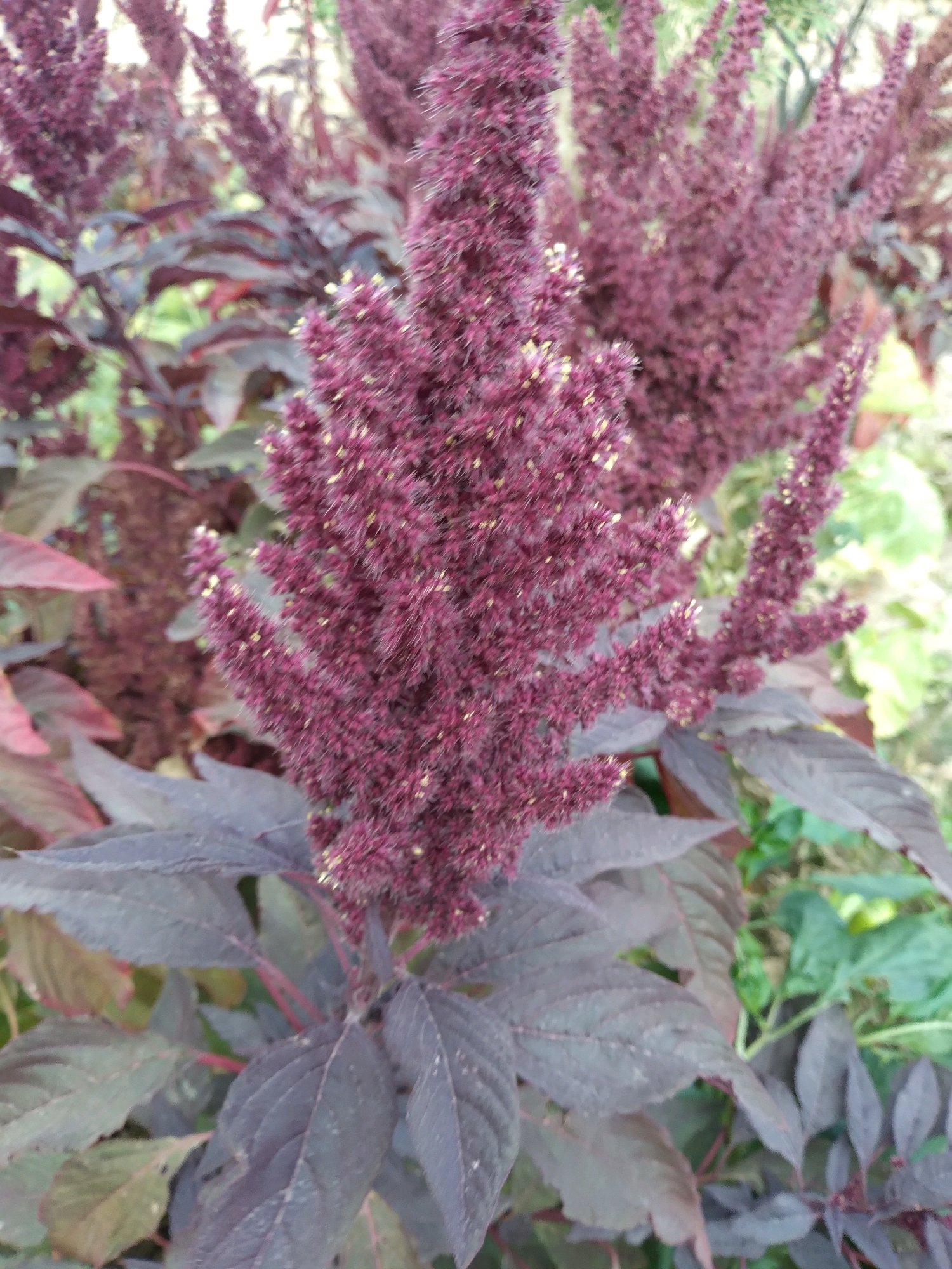 The image shows a close-up of several flowering plants with deep purple, feathery flower heads and large, dark green to reddish-purple leaves. The plants are arranged in a cluster, with some in sharp focus and others blurred in the background. The overall impression is of a garden or natural setting, with hints of green foliage and possibly other plants in the background. There are no people or animals visible in the image. The scene appears to be outdoors, with natural lighting. There is no information within the image to suggest a specific location within the city of Baki, Uzbekistan.