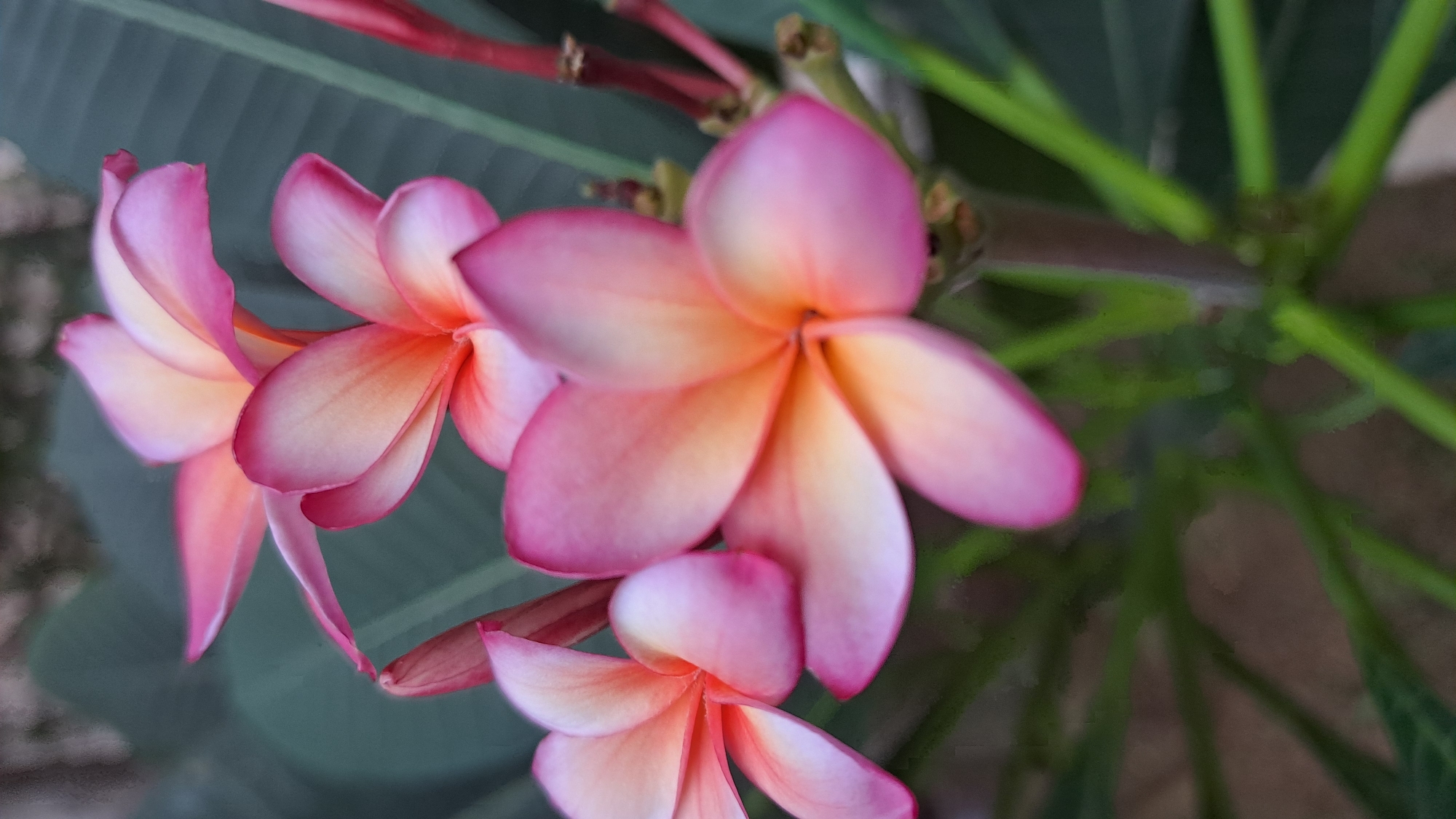 In Daroykameu, Indonesia, a close-up, vertical shot captures a cluster of Plumeria flowers. The foreground is dominated by a large, pink and orange Plumeria bloom, its petals slightly unfurling. To its left, a smaller, similarly colored Plumeria flower is in focus, with a bud peeking out from behind it. Above these, another Plumeria flower, predominantly pink with a lighter center, is visible, its petals gracefully curved. In the background, dark green, blurred foliage and a reddish stem with small buds provide a muted contrast. The lighting appears soft and diffused, highlighting the delicate textures of the petals.