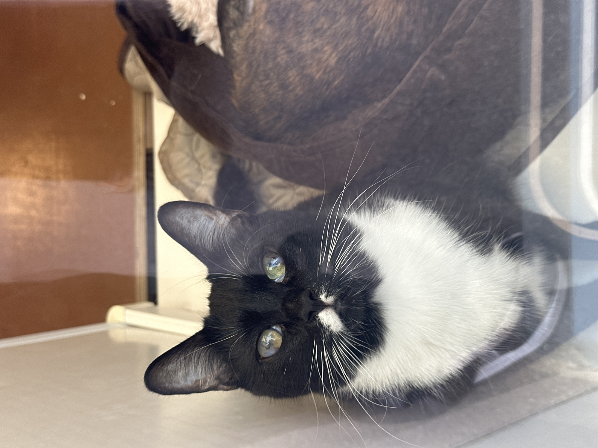 A black and white cat with green eyes is looking up and to the left, its gaze slightly unfocused. The cat's fur is black on its head and ears, with a white chest and a small white marking on its nose. It is positioned in the foreground, with a blurred, dark brown object in the background, possibly a blanket or another pet. The cat appears to be indoors, with a light-colored wall and a reflective surface, possibly glass, in front of it. There is no indication of the city of Saint Petersburg, Russia in the image.