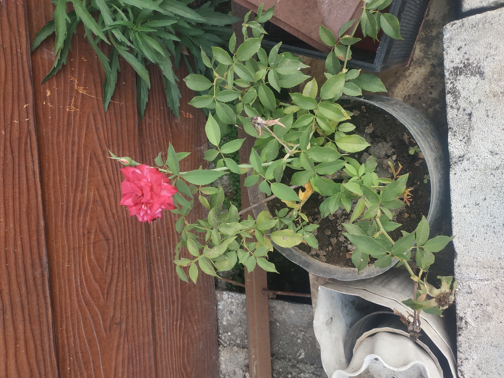 A potted rose bush with a single pink bloom and one bud sits in front of a wooden fence in Arjasa, Indonesia. The rose bush has many green leaves and a few brown, dried ones. The pot is made of clear plastic and contains dark soil. To the left of the rose pot are two stacked white plastic containers. To the right of the rose pot, a dark green leafy plant is visible, partially obscured by the rose bush. The wooden fence behind the plants has horizontal planks and a textured, wood-grain pattern. The ground appears to be made of concrete and rough stones.
