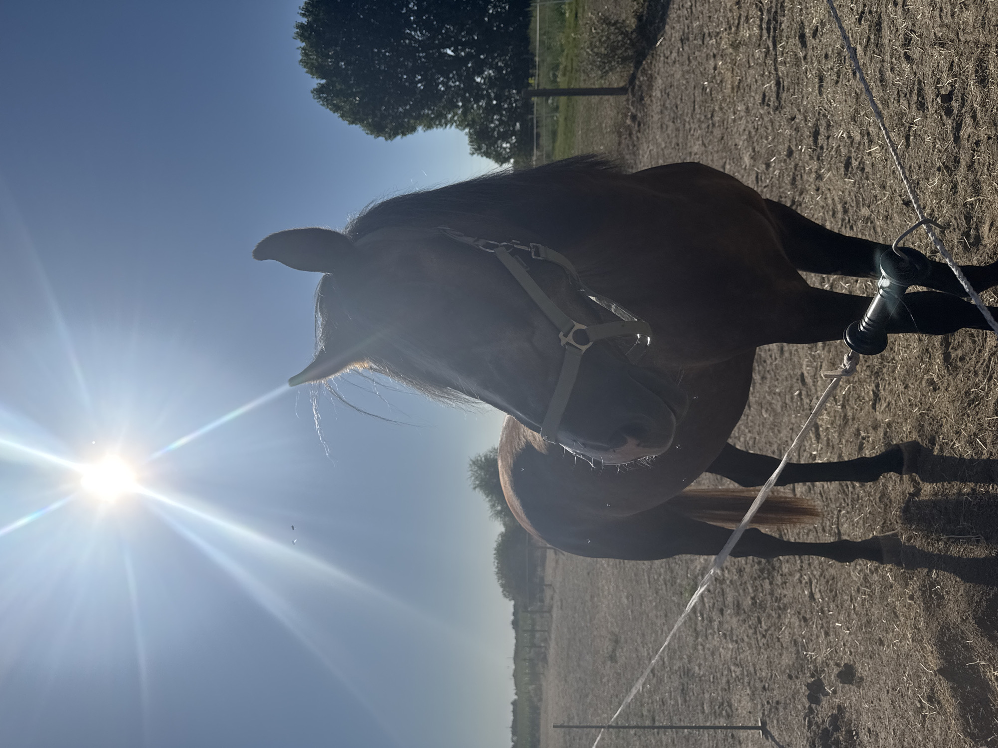 A dark brown horse stands in a fenced outdoor enclosure on a sunny day. The horse is facing the camera and is wearing a halter. The sun is bright and high in the sky, casting a glare on the image. The ground of the enclosure is dirt and dry grass. In the background, there are trees and a fence. The scene appears to be in a rural area. There is no indication of the specific location within Estaimpuis, Belgium, beyond it being an outdoor, rural setting likely associated with a farm or equestrian facility.