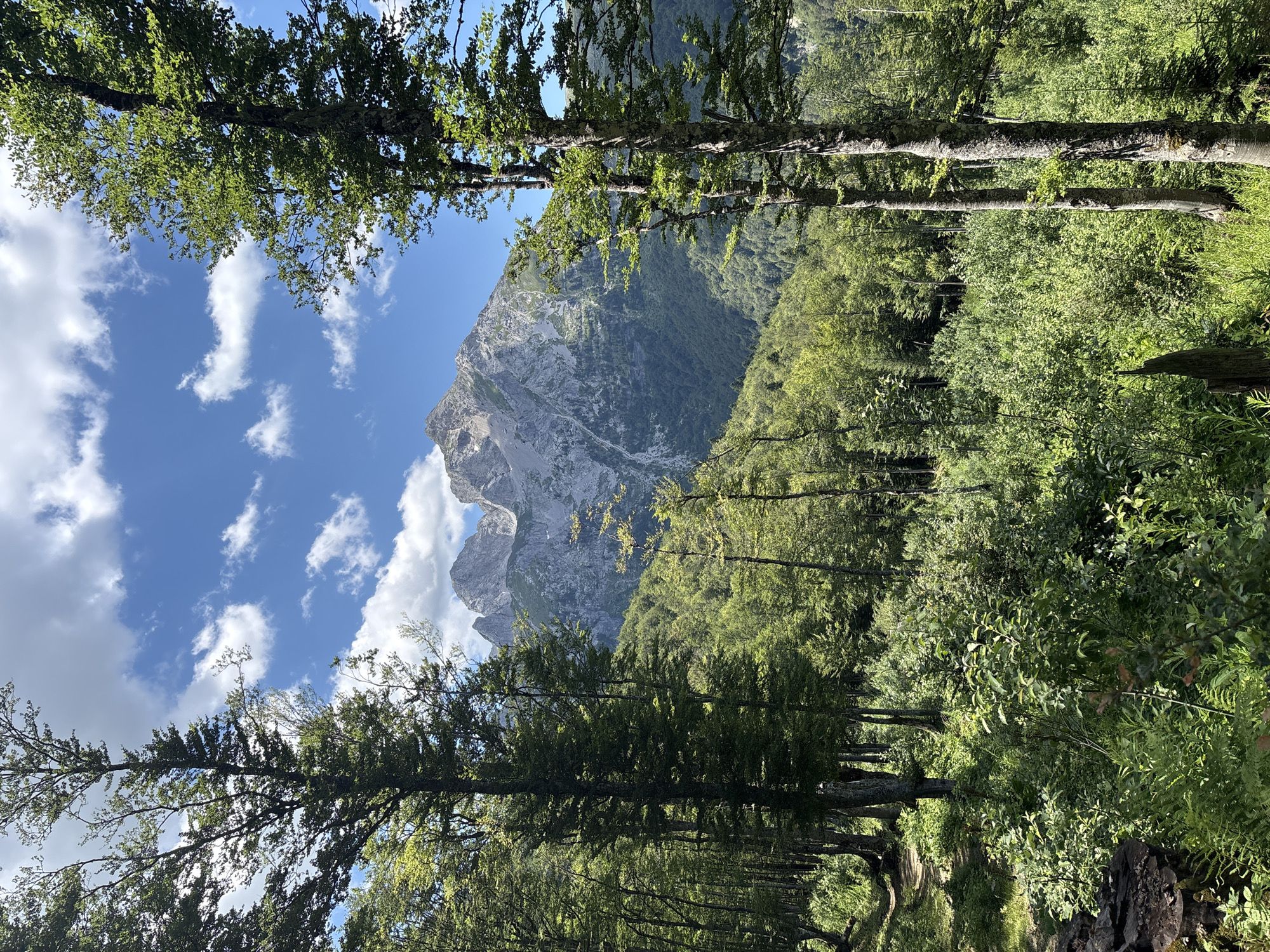 This is a high-angle, full shot photograph of a forested mountainside in Katun Vulića, Montenegro. The image is dominated by lush green trees in the foreground and midground, with a majestic, rocky mountain peak visible in the distance. The sky is a vibrant blue, dotted with fluffy white clouds, suggesting a clear and sunny day.
In the immediate foreground, several tall trees with rough bark and green foliage stand prominently. Sunlight filters through the leaves, casting dappled shadows on the ground. To the left, a narrow, dirt path winds its way through the dense undergrowth. The midground is filled with a dense forest of trees and bushes, creating a thick wall of green that slopes upwards towards the mountains.
The mountain in the background is rugged and imposing, with steep, rocky slopes and visible striations. It appears to be covered in sparse vegetation in some areas, with patches of scree and rock face. The overall impression is one of natural beauty and wilderness. There are no people or animals visible in the frame. The scene conveys a sense of tranquility and the grandeur of the natural landscape.