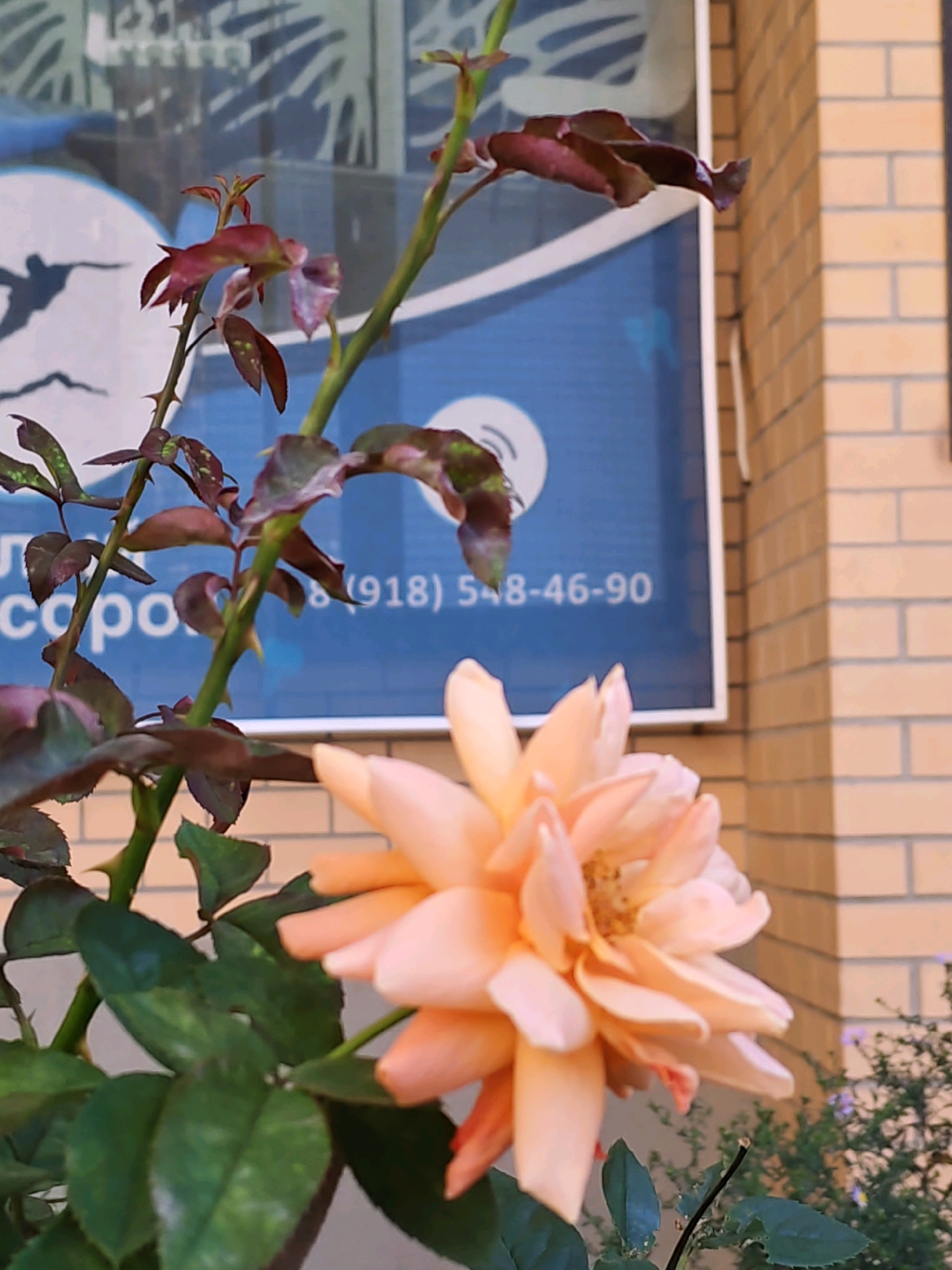 A close-up shot features an unopened peach-colored rose in the foreground, its petals gently unfurling. Behind the rose, a thorny stem with dark red leaves is visible, with some leaves showing signs of disease or damage. In the background, a blue sign with white text reads "(918) 548-46-90" and partially obscured text "соро". To the right of the sign, a brick wall is visible, and to the lower right, small purple flowers bloom amongst green foliage. The overall scene appears to be an outdoor setting in the city of Rostov-on-Don, Russia.