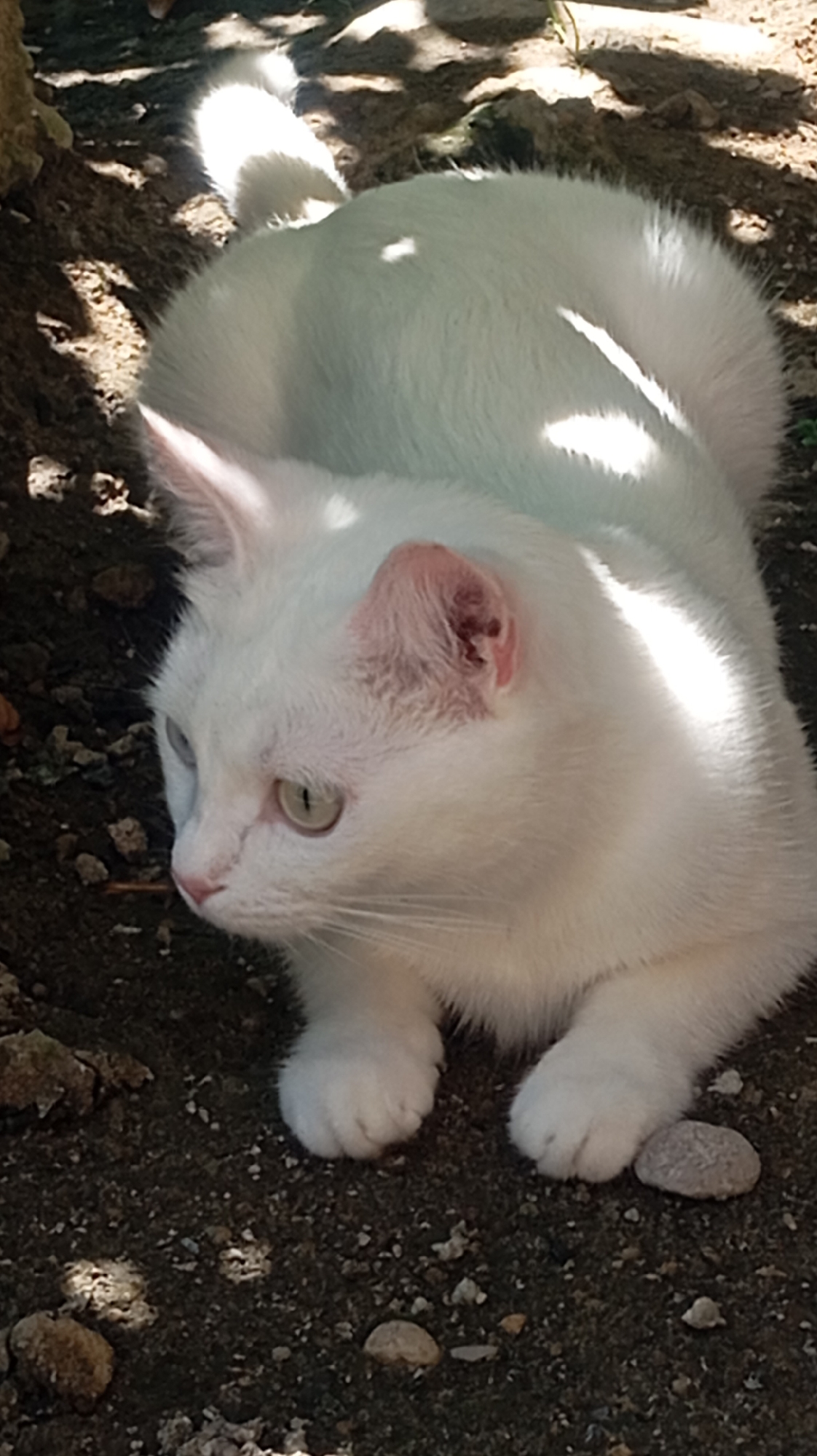 A white cat with light green eyes is lying on dark, pebbly ground under dappled shade. The cat's fur is white, and its ears are pink with some scabs or dirt visible inside the right ear. The cat is facing left, with its head turned slightly towards the viewer. Sunlight highlights parts of its body and tail. The environment appears to be outdoors, with shadows cast from overhead foliage. There is no indication of the city of Baksan, Russia, in the image.