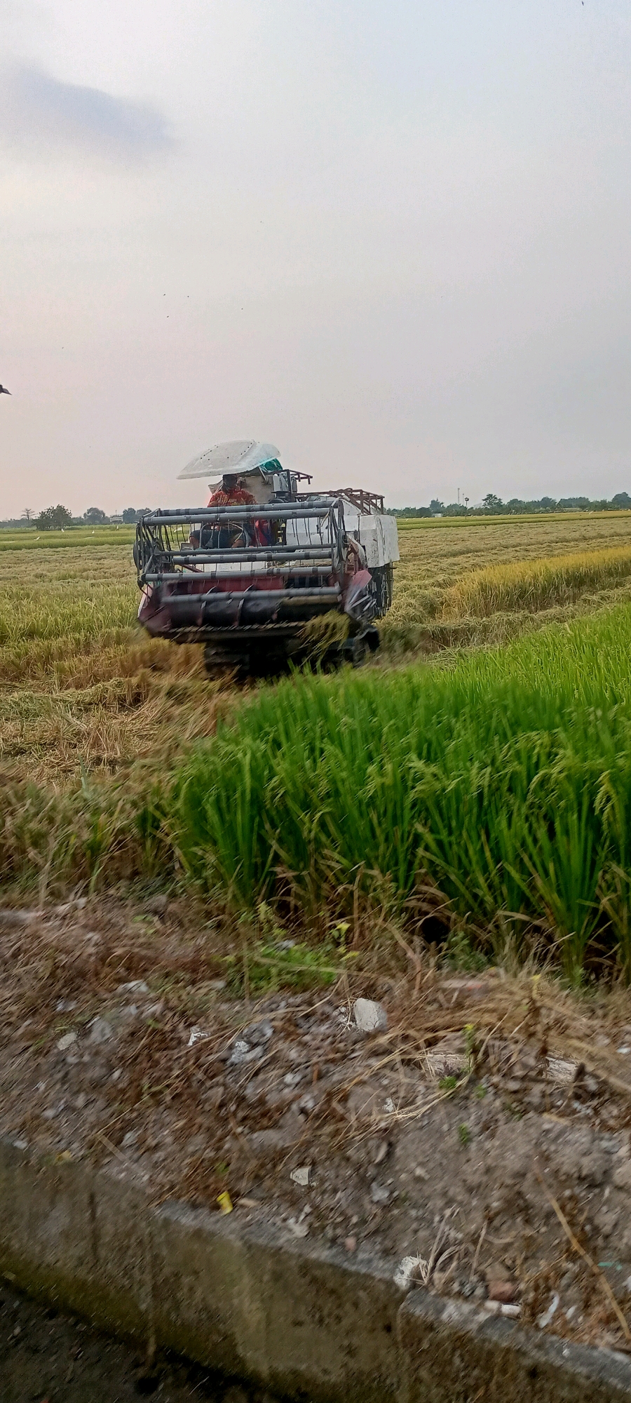 In a rice paddy field in Gempolklutuk, Indonesia, a red combine harvester is actively harvesting crops. The machine has a prominent white canopy and appears to be operated by at least two individuals. The surrounding landscape features a mix of green, unripe rice plants and golden, ripe rice ready for harvest. The sky is overcast with a soft, diffused light. In the foreground, a concrete structure and dry vegetation are visible. The scene captures the agricultural activity of rice harvesting in the region.