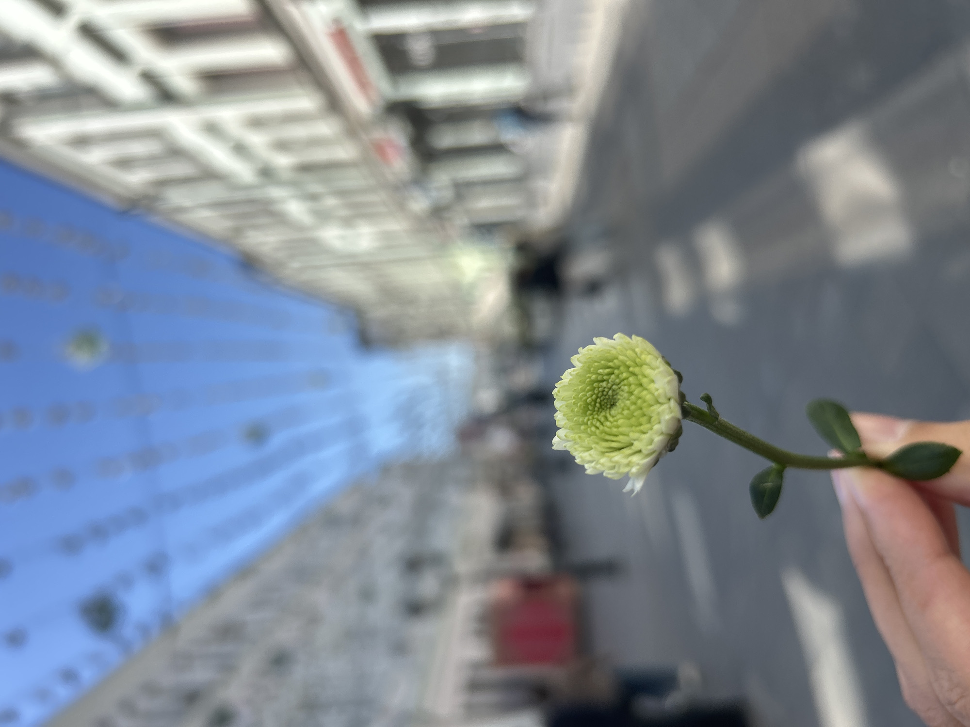 An extreme close-up shot focuses on a single, small, light green chrysanthemum held by a person's hand against a blurred urban street background. The flower, with tightly packed petals, is positioned in the lower left quadrant of the frame, extending upwards. The stem is visible with two small leaves. The hand holding the flower is also in the lower left. The background depicts a street lined with buildings, with strings of lights strung across the street. The sky above is a clear blue. The overall image has a shallow depth of field, with the foreground subject sharply in focus and the background significantly blurred, suggesting a deliberate photographic choice to isolate the flower.