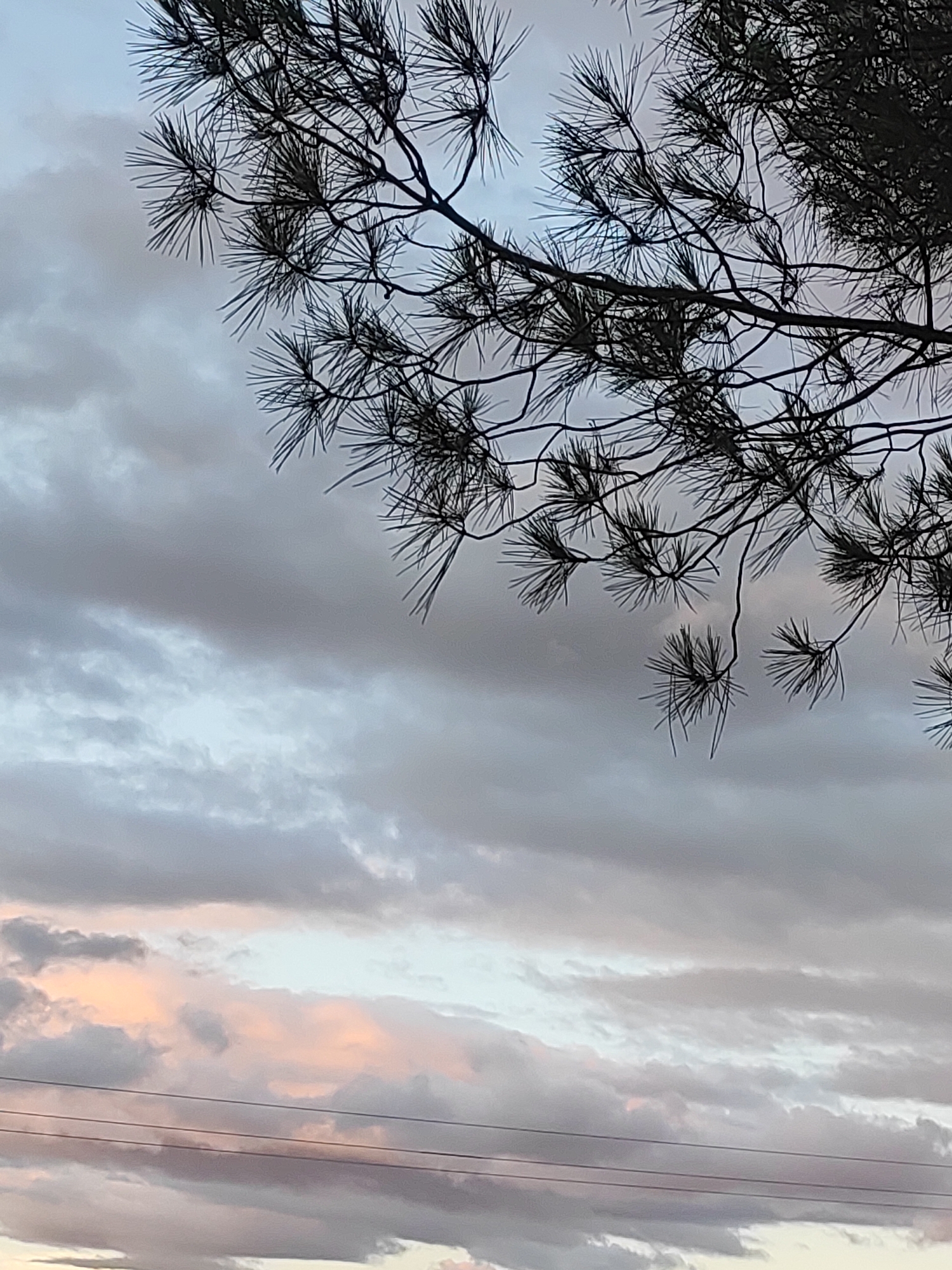 The image captures a view of the sky over the city of Sobradillo, Spain. Silhouetted against a cloudy sky, branches of a pine tree with needles extend from the upper right corner. The clouds are a mix of gray, white, and soft pink hues, suggesting either dawn or dusk. Three thin, dark power lines are visible stretching horizontally across the lower portion of the frame. There are no people or visible actions depicted in the scene.