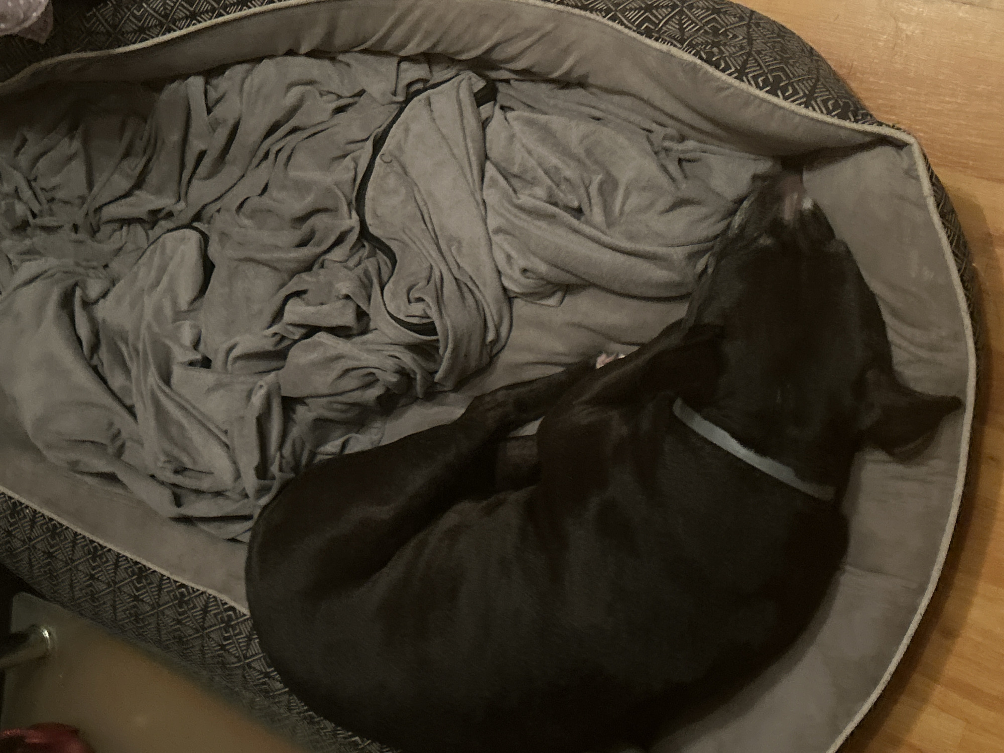 A black dog with a light blue collar is curled up in a gray dog bed that is lined with a gray blanket. The dog bed is on a wooden floor. The location is not discernible from the image.